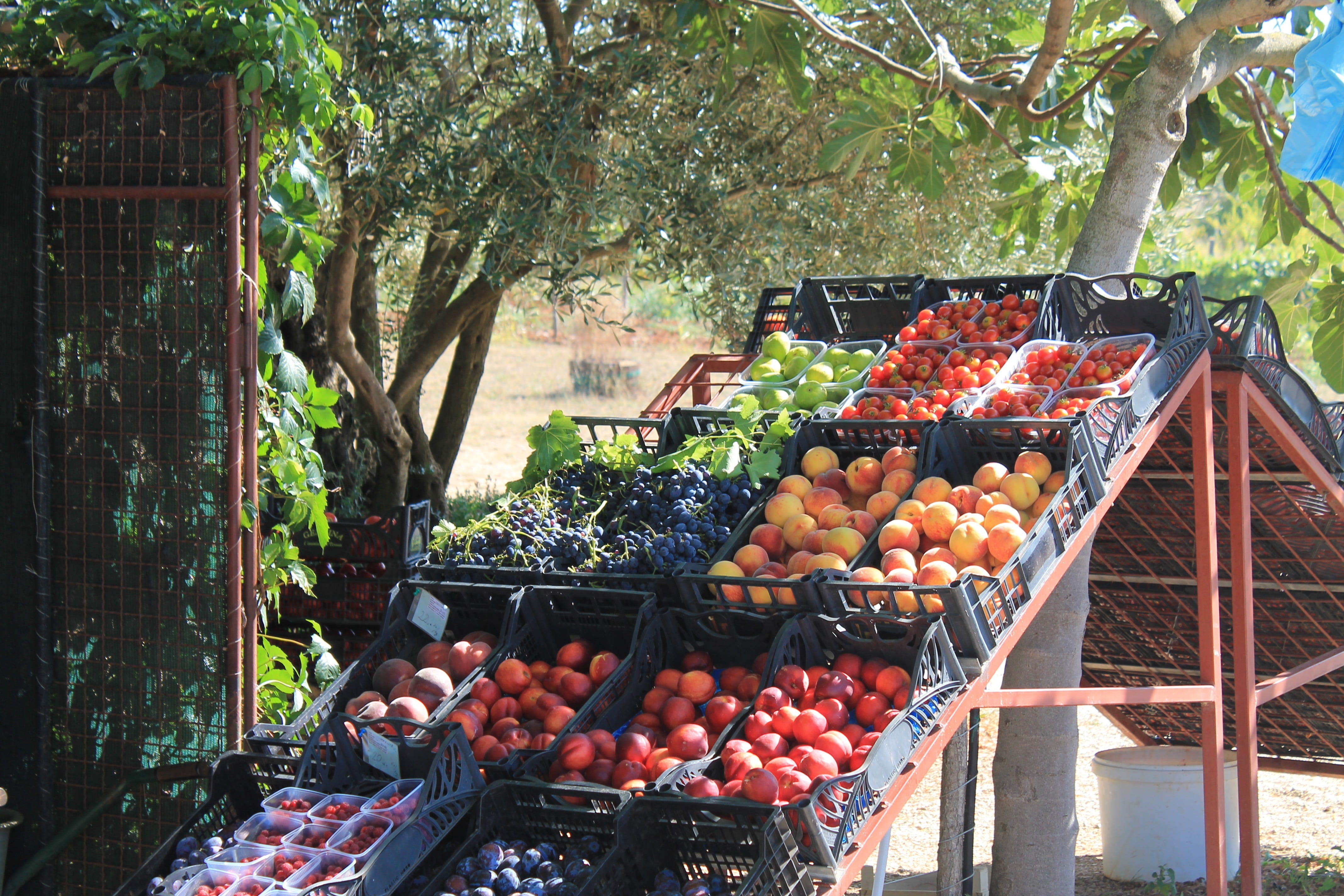 street market, sale, vitamins, delicious, farmers local market, healthy eating, Fruits, colorful, grapes, healthy, abundance, tree, container, berries, HD Wallpaper