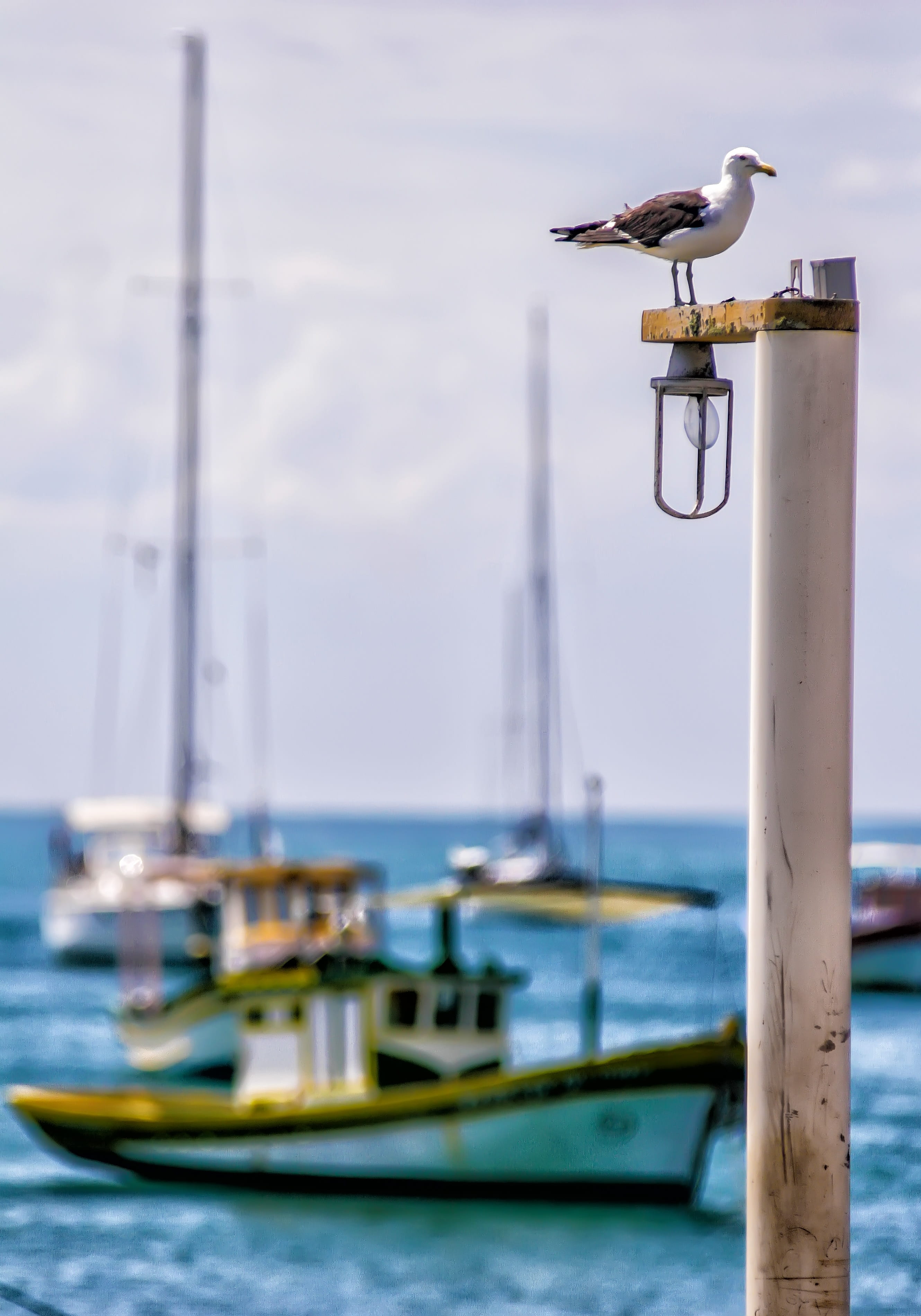 sky, nautical vessel, mode of transportation, perching, boat, sea, búzios, 2K, nature, animal, animals in the wild, no people, transportation, eventide, Phone HD Wallpaper