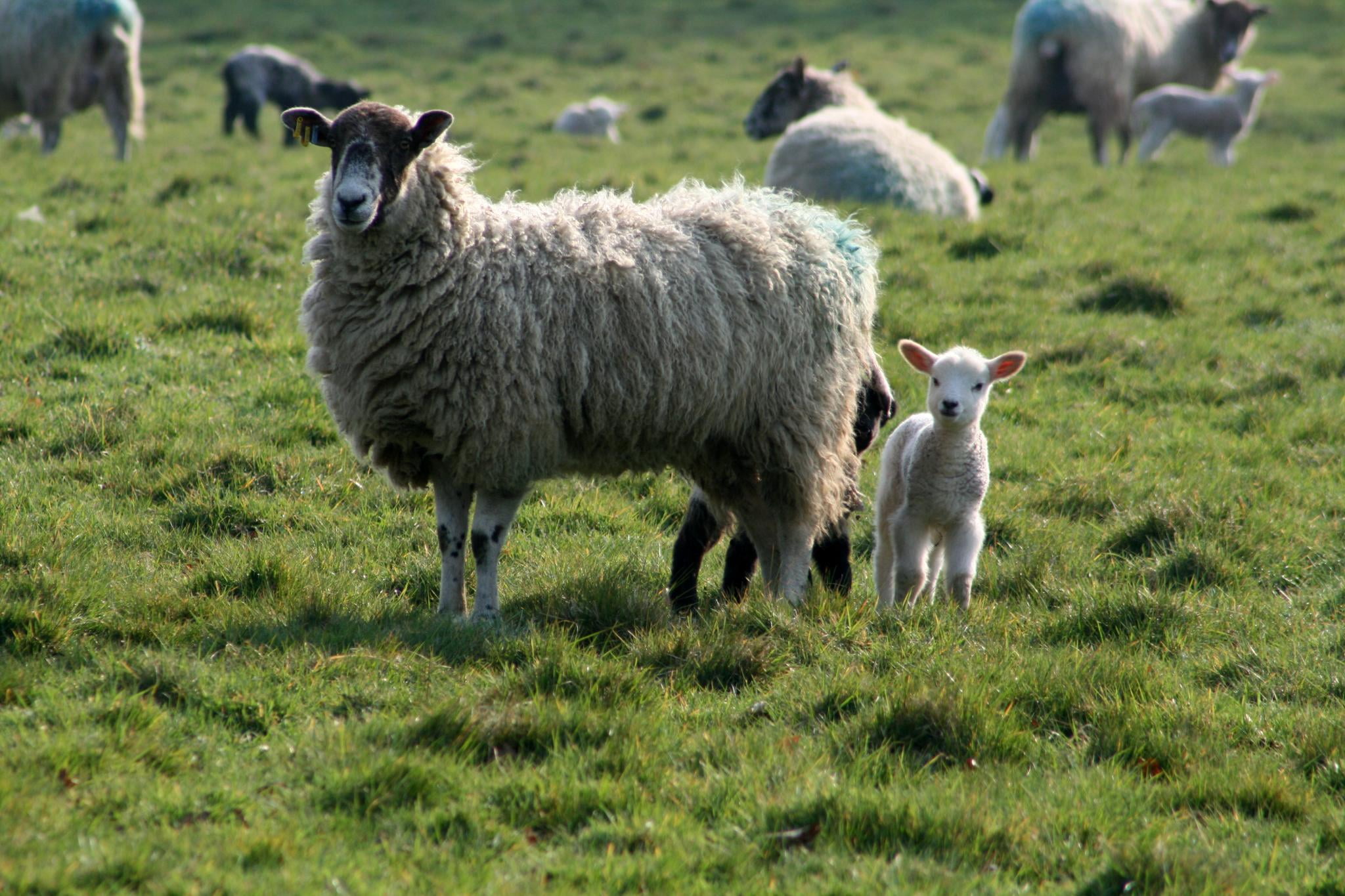meadow, livestock, Lambing, beige, Image, Great Britain, baby, Photographer, grazing, flickr, NT, pasture, lamb, Tourist, Digital  Camera, Canon EOS 400D, HD Wallpaper