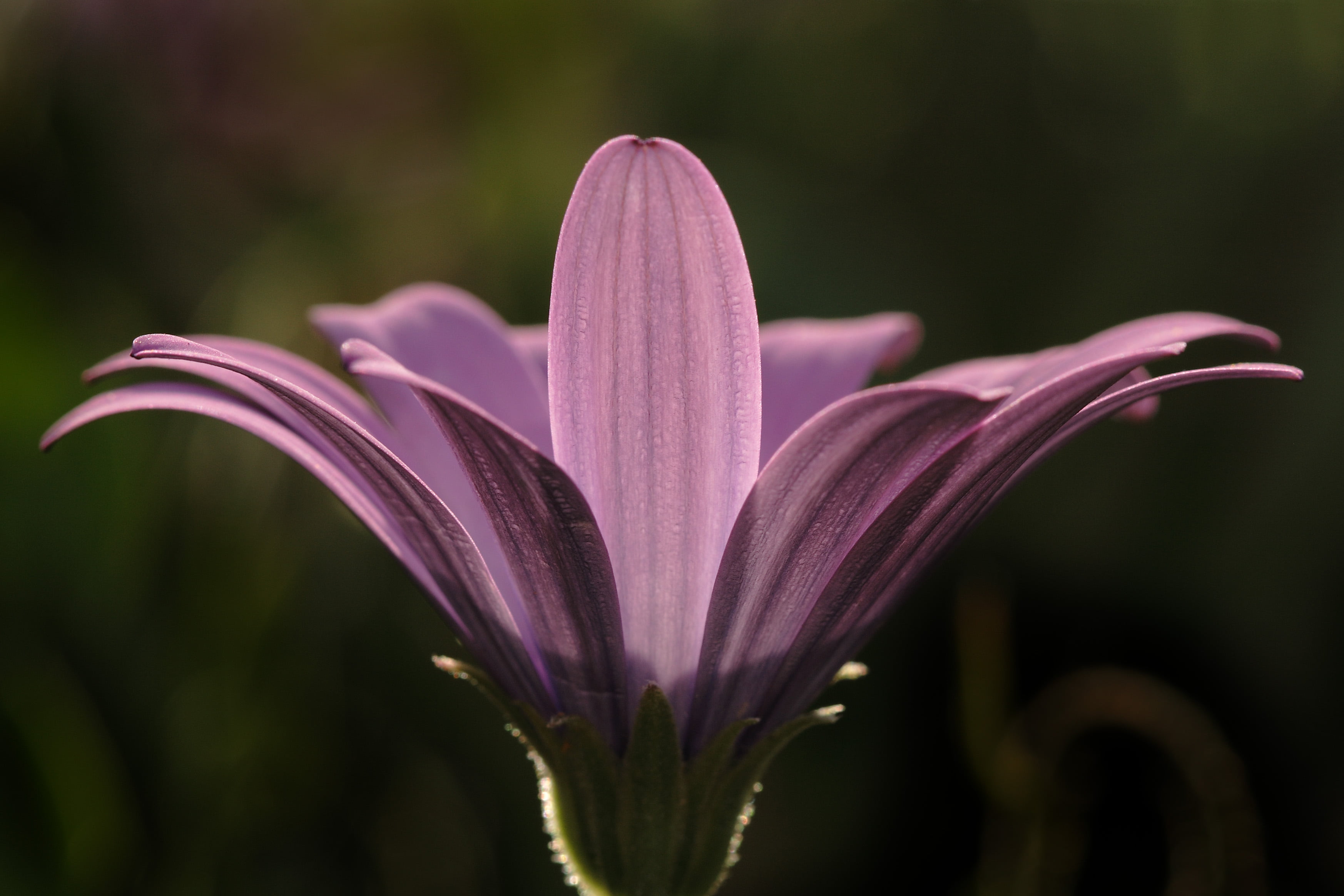 Compositae, top, Magnoliopsida, beauty In Nature, Plantae, Macro, Flower, micro, close-up, 2K, Asteraceae, Canon EOS 400D, plant, f50, USM, f/2.8, Singled out, HD Wallpaper