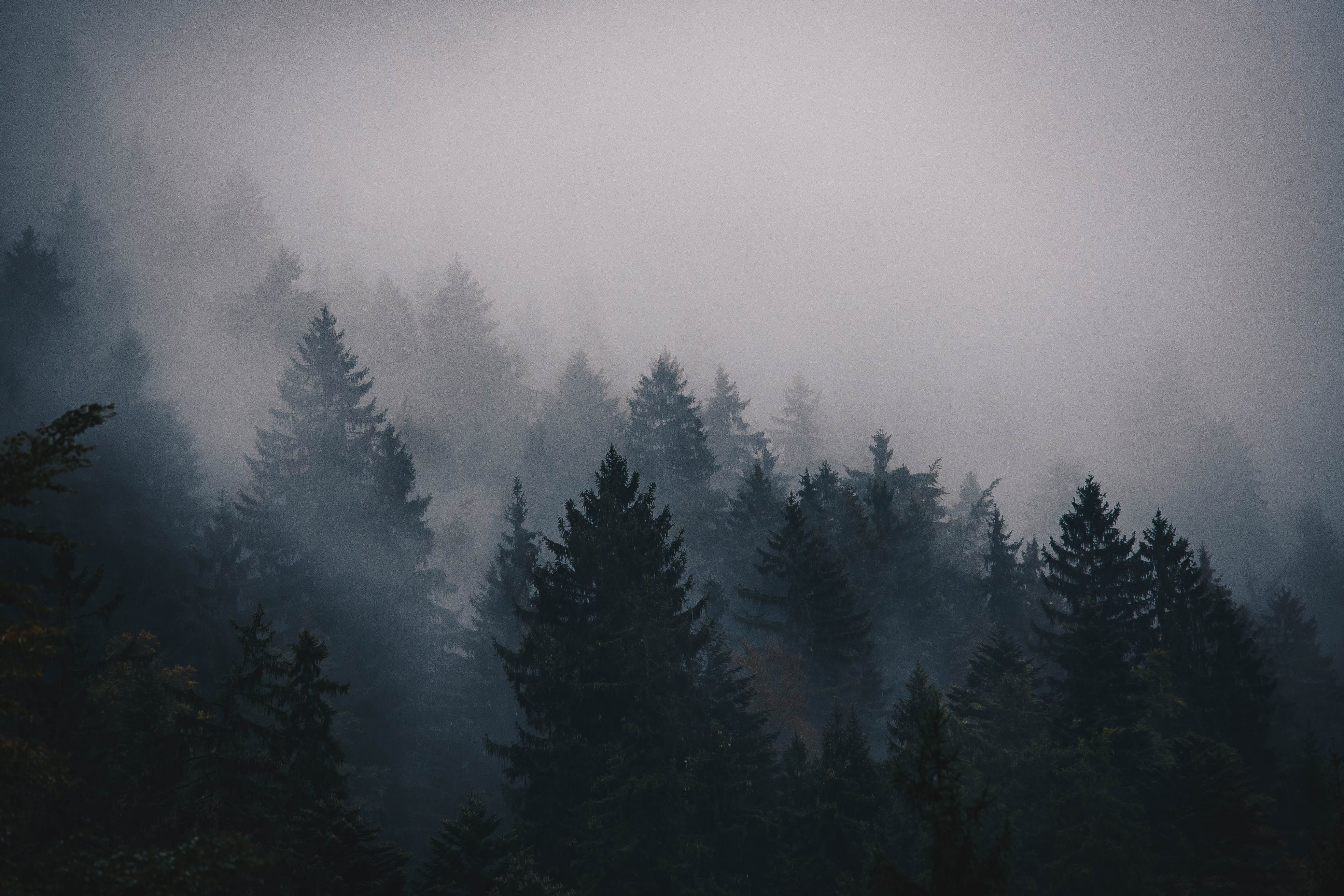 outdoors, no people, jackscorner, tranquility, field, non-urban scene, trees, silhouette, pine, mountain, environment, sky, tranquil scene, scenics - nature, HD Wallpaper