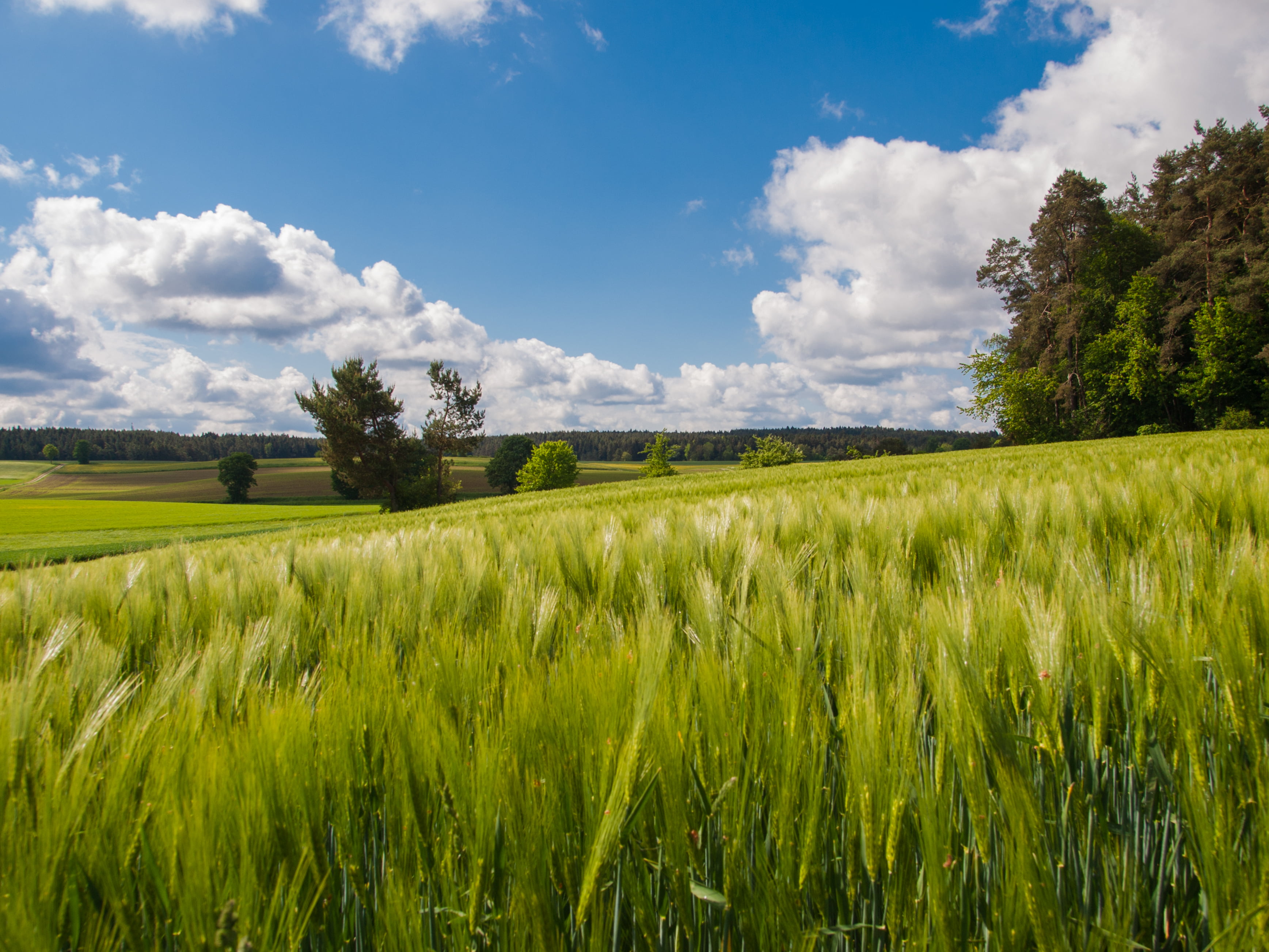 gelb, Blume, field, photography, Fränkische, 2K, Schweiz, fields, Wolken, landscape, Wiesen, sky, agriculture, farm, daytime, Baum, rural Scene, Tree, HD Wallpaper