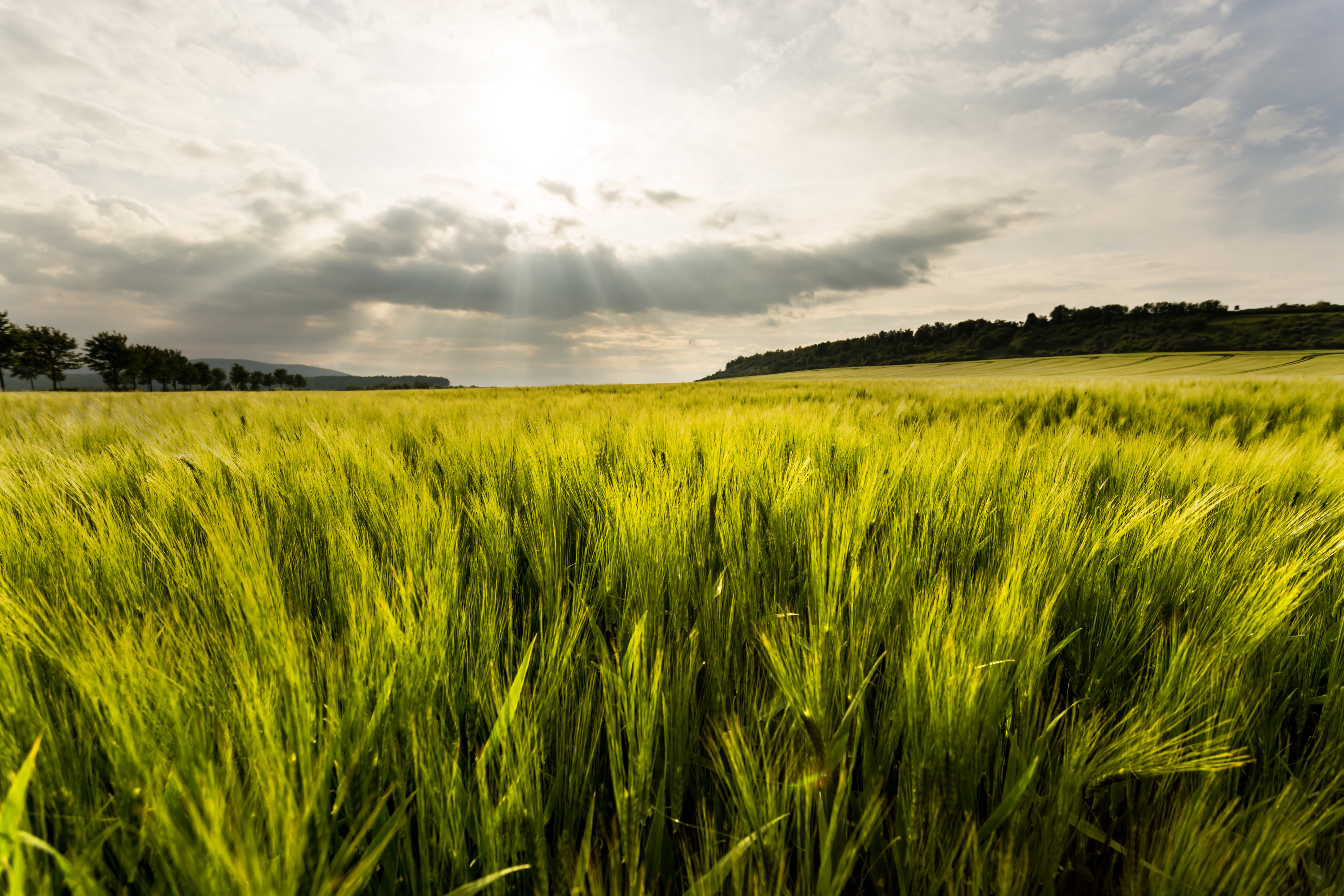light, 6D, acker, clouds, green, corn, sunlight, wheat, landscape, 5K, sunset, meadow, Canon, weizen, wolken, agriculture, blue, green grass, der, Sachsen-Anhalt, HD Wallpaper