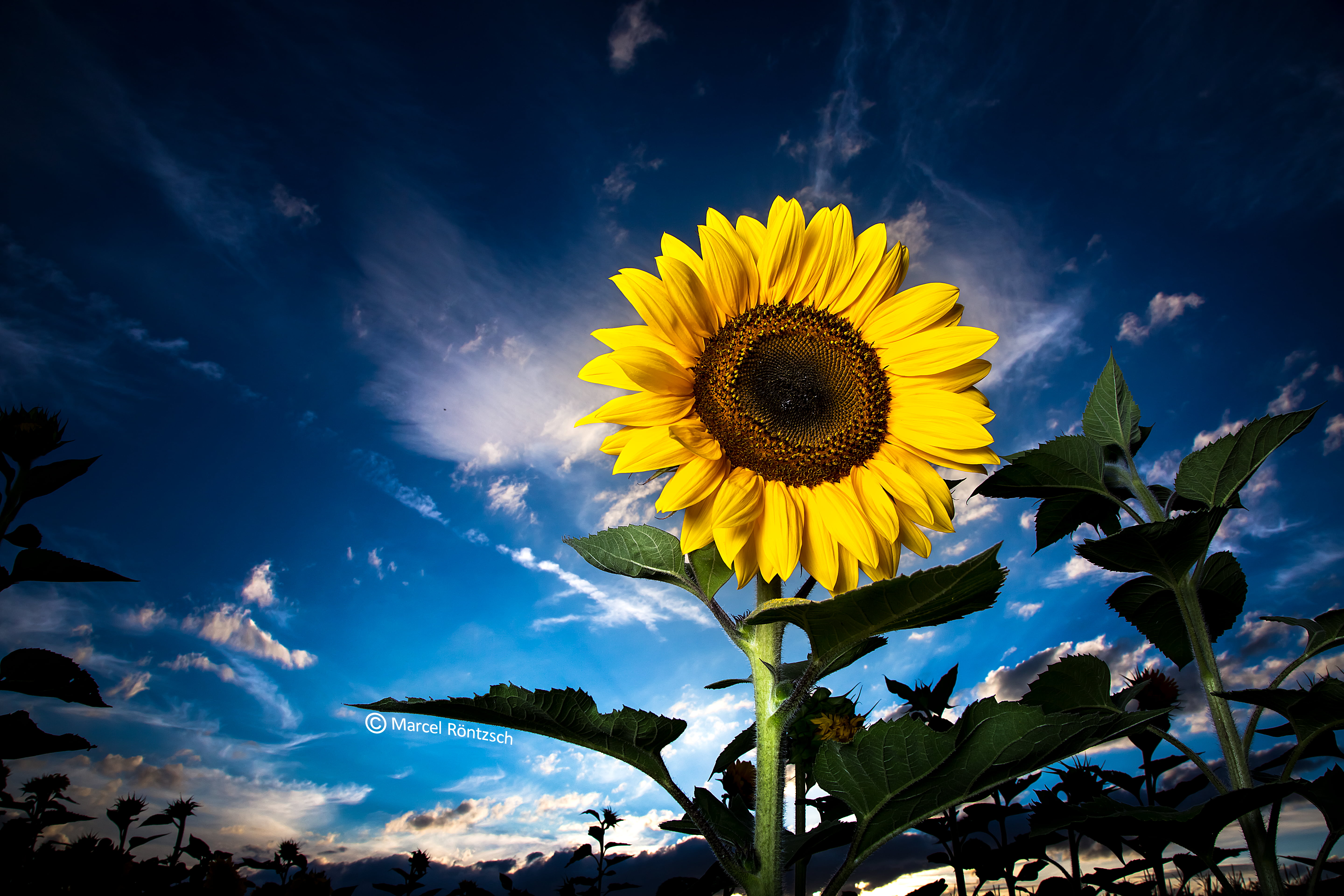 outdoors, photo, bavaria, nature, gelb, sun, sunset, angle, plant, flower, 5K, Sunflower, yellow, low, sky, cloud, agriculture, blue, sunlight, rural Scene, HD Wallpaper