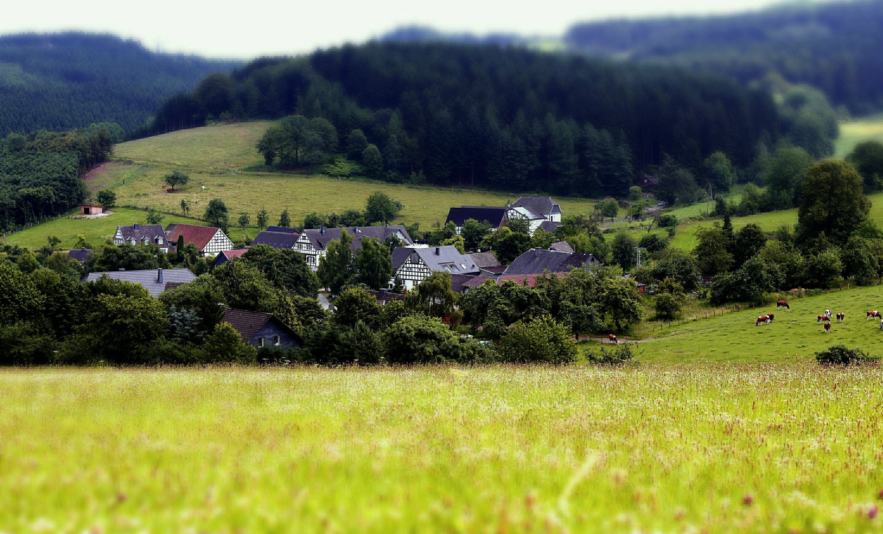 shallow, rural Scene, near, farm, photography, Germany, valley, land, nature, trees, daytime, green, green grass, landscape, cattle, EF, green Color, shallow focus, HD Wallpaper