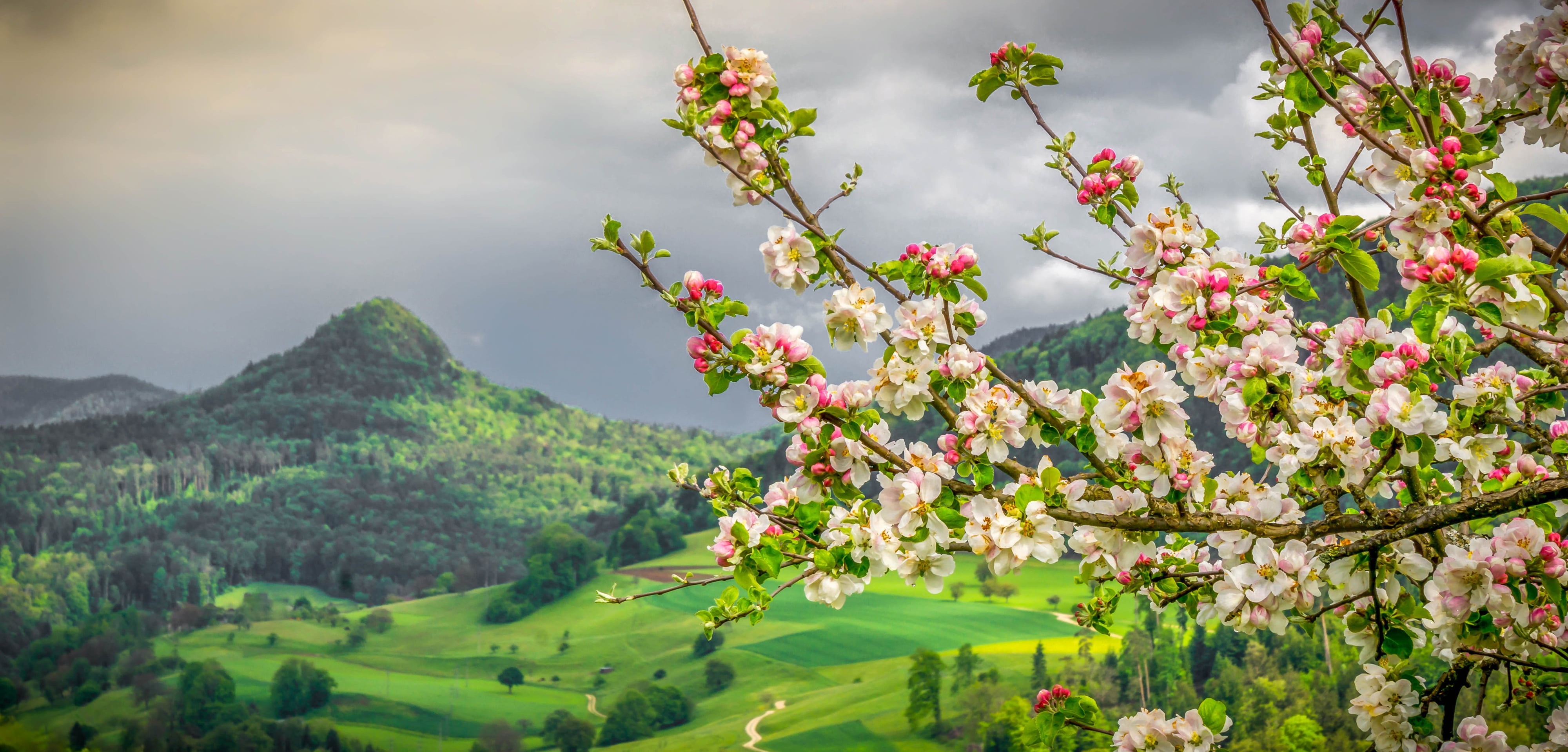 Leesburg, flowering, Switzerland, branches, spring, the Canton of Basel-Landschaft, valley, Canton of Basel-Country, Liesberg Dorf, Apple, 4K, mountains, HD Wallpaper