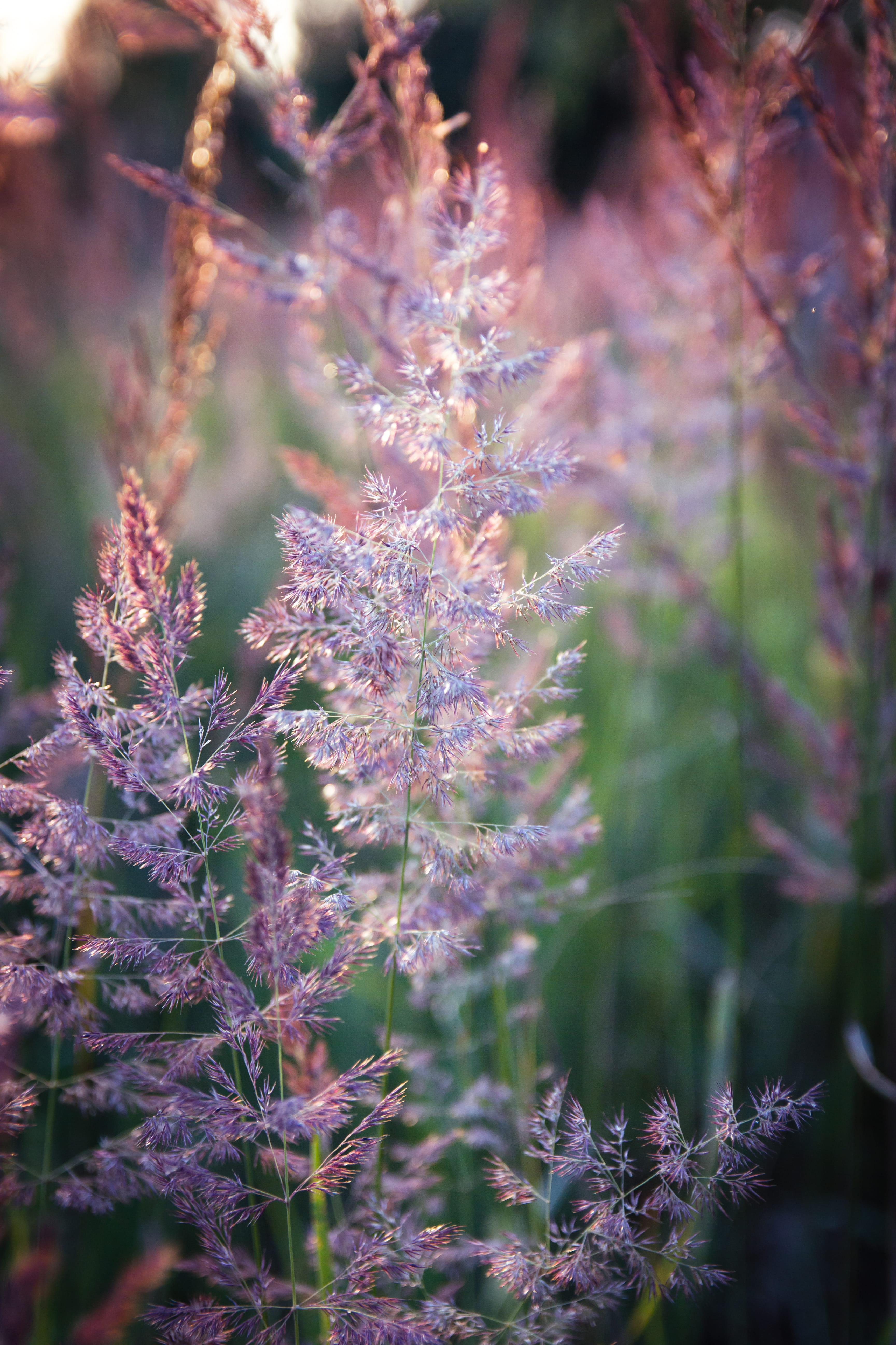 day, morning, beauty in nature, close-up, tranquility, autumn, bunch, village, land, purple, silence, vulnerability, love, springtime, green, flower, expression, Phone HD Wallpaper