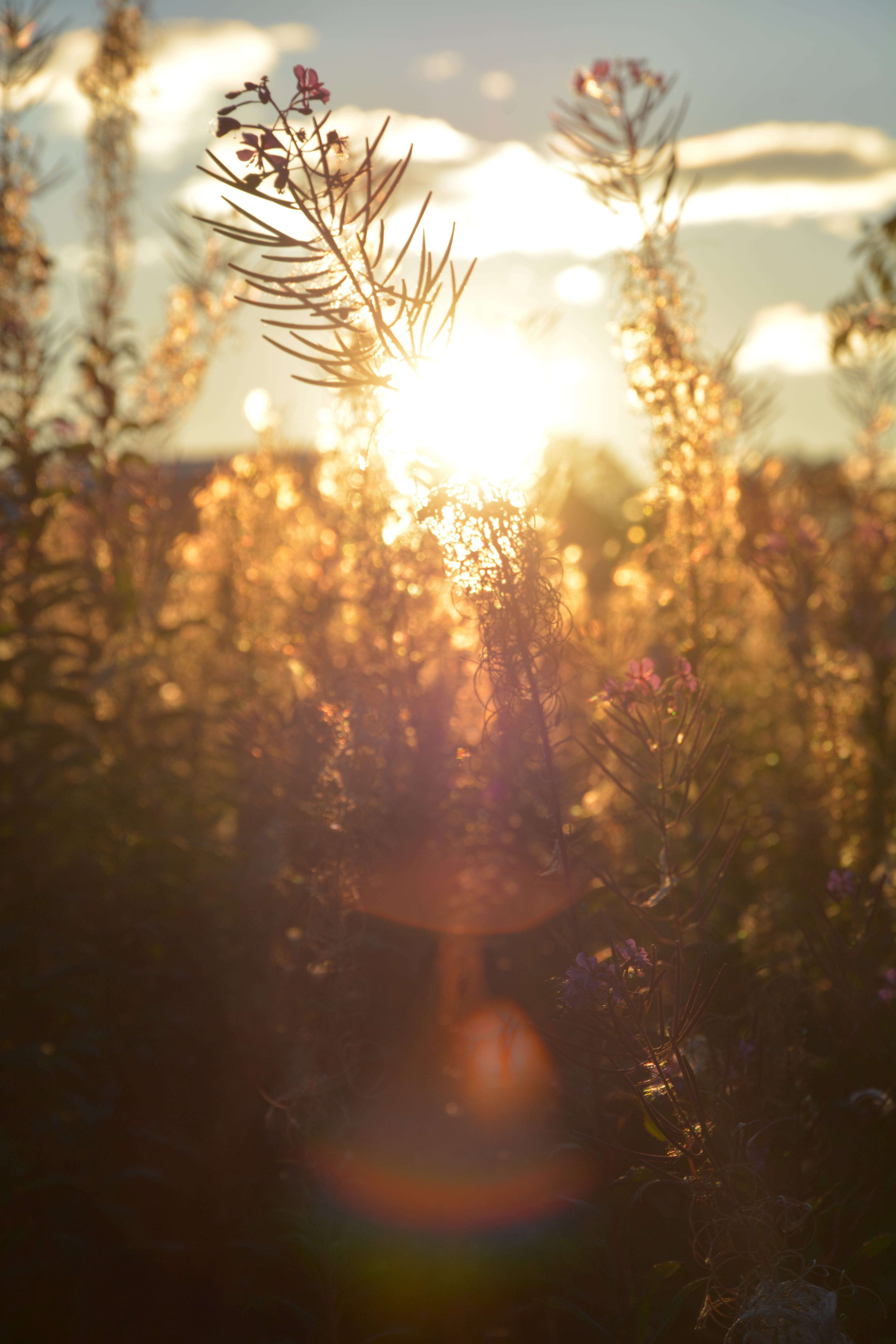 deutschland, close-up, flowering plant, germany, land, autumn, sunlight, flower, hessen, green, day, beauty in nature, freshness, sunset, siegen, no people, Phone HD Wallpaper