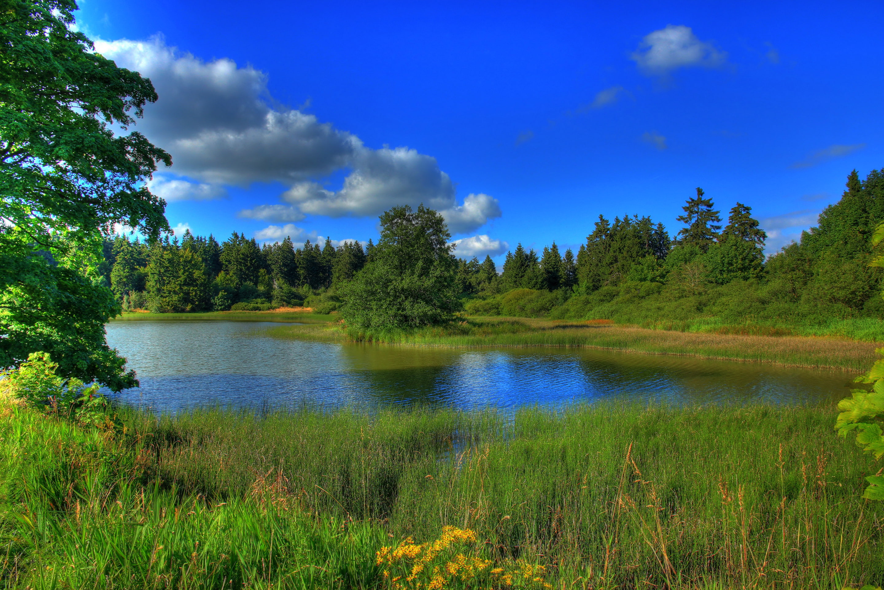 land, outdoors, day, tree, beauty In Nature, wilderness Area, hessen, green Color, tranquil Scene, multi Colored, yellow, pond, landscape, forest, clouds, HD Wallpaper