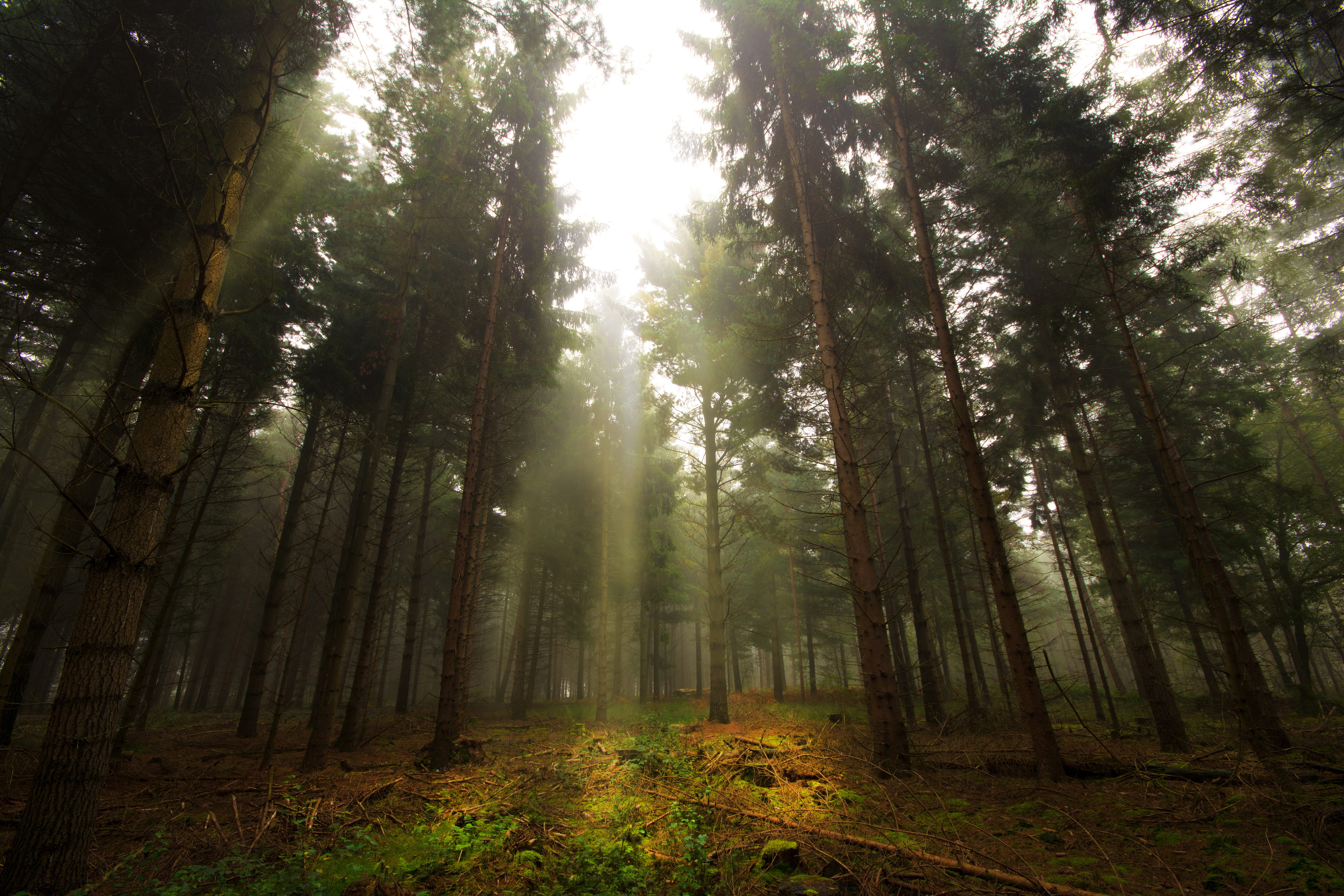 sunrays, licht, sun, beauty in nature, tree, lake, light, no people, sunlight, rays, non-urban scene, forest, sky, scenics - nature, plant, growth, sonne, HD Wallpaper