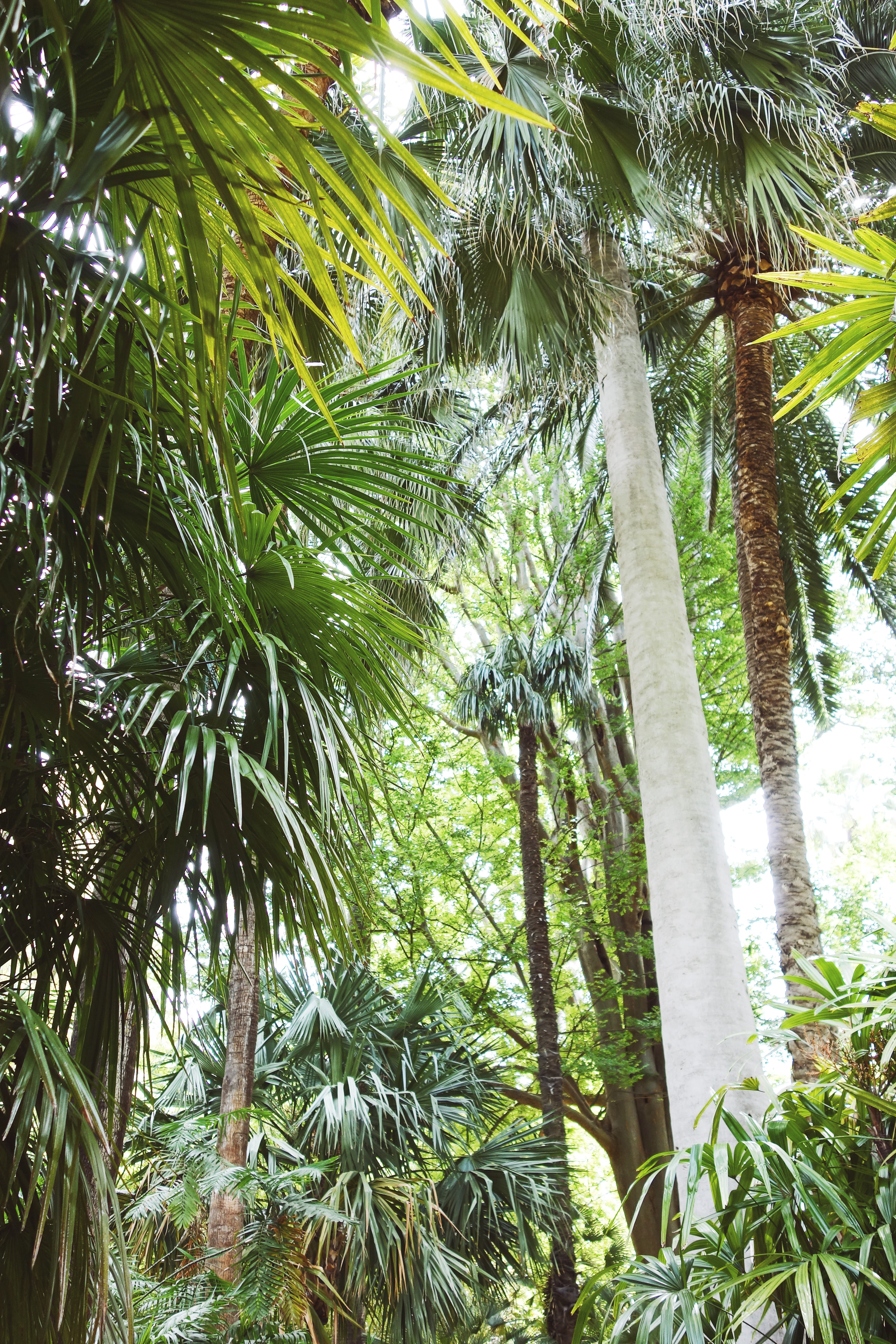 leaf, nature, beauty in nature, exotic, outdoors, botanicgarden, low angle view, tropical, day, tree, tropical climate, 5K, valencia, forest, palm tree, Phone HD Wallpaper