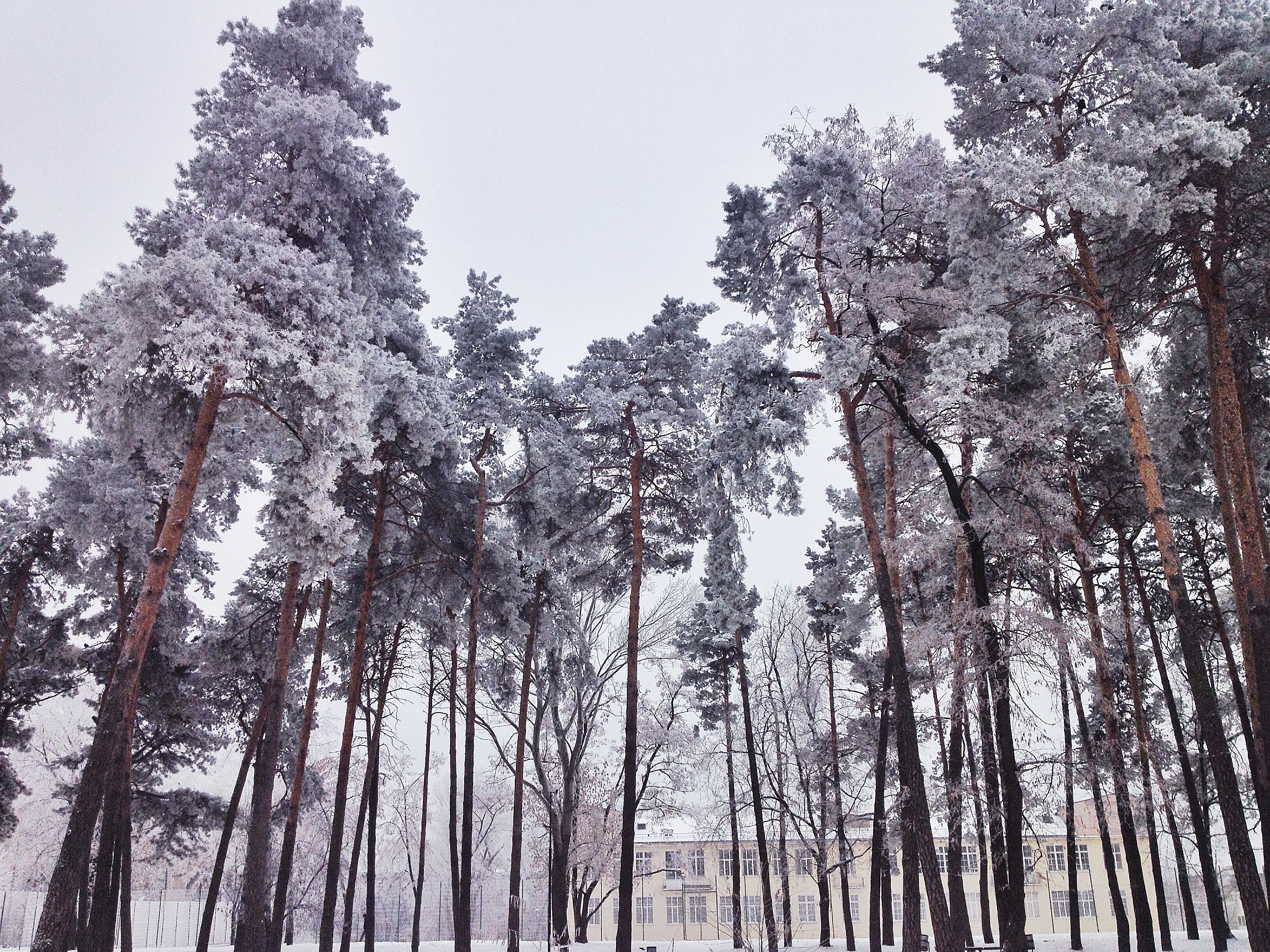 coniferous tree, tree trunk, cold temperature, day, trunk, snow, growth, pine tree, schnee, outdoors, bäume, forest, winter, low angle view, sky, beauty in nature, HD Wallpaper