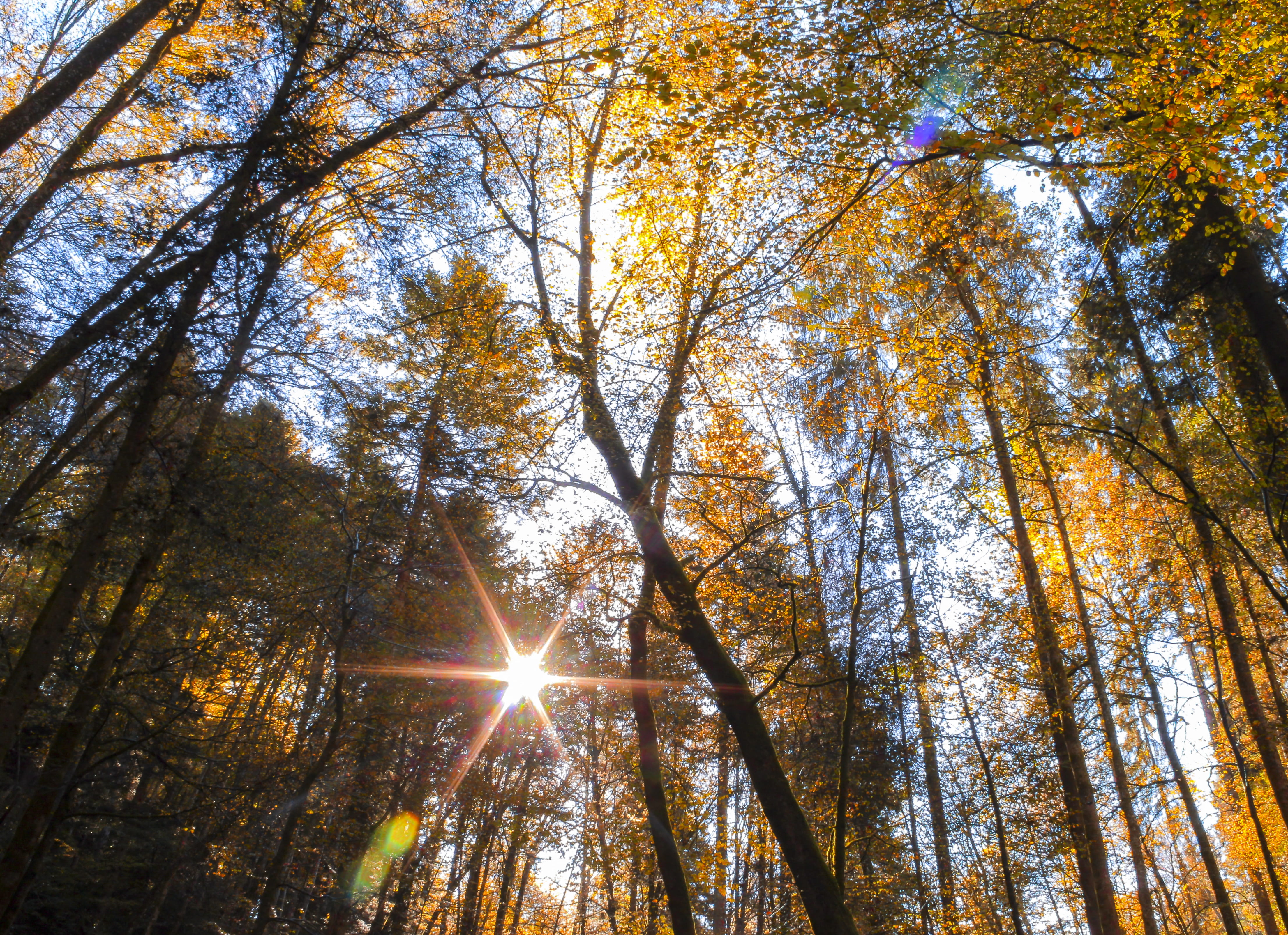 sky, tree canopy, goldig, cc by-nc, autumn, wildberg, forest, licht, sonne, nature, switzerland, 4K, sunlight, lens flare, plant, colors, change, HD Wallpaper