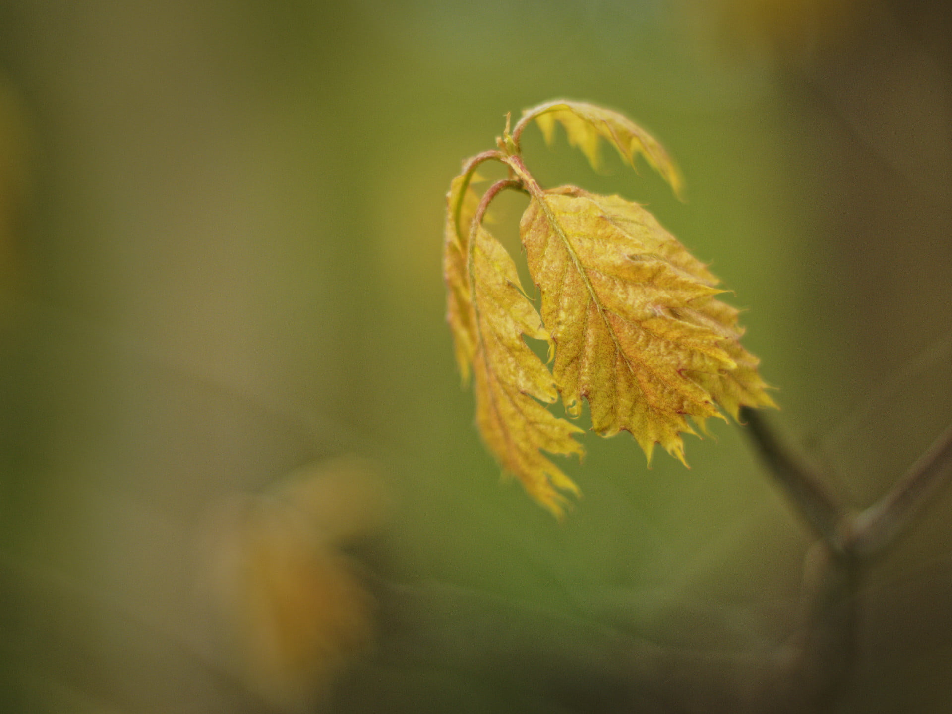 old, nature, beautiful, close-up, season, autumn, outdoors, Natur, beige, new leaves, vintage, cc, depth of field, spring, green Color, close up, closeup, HD Wallpaper