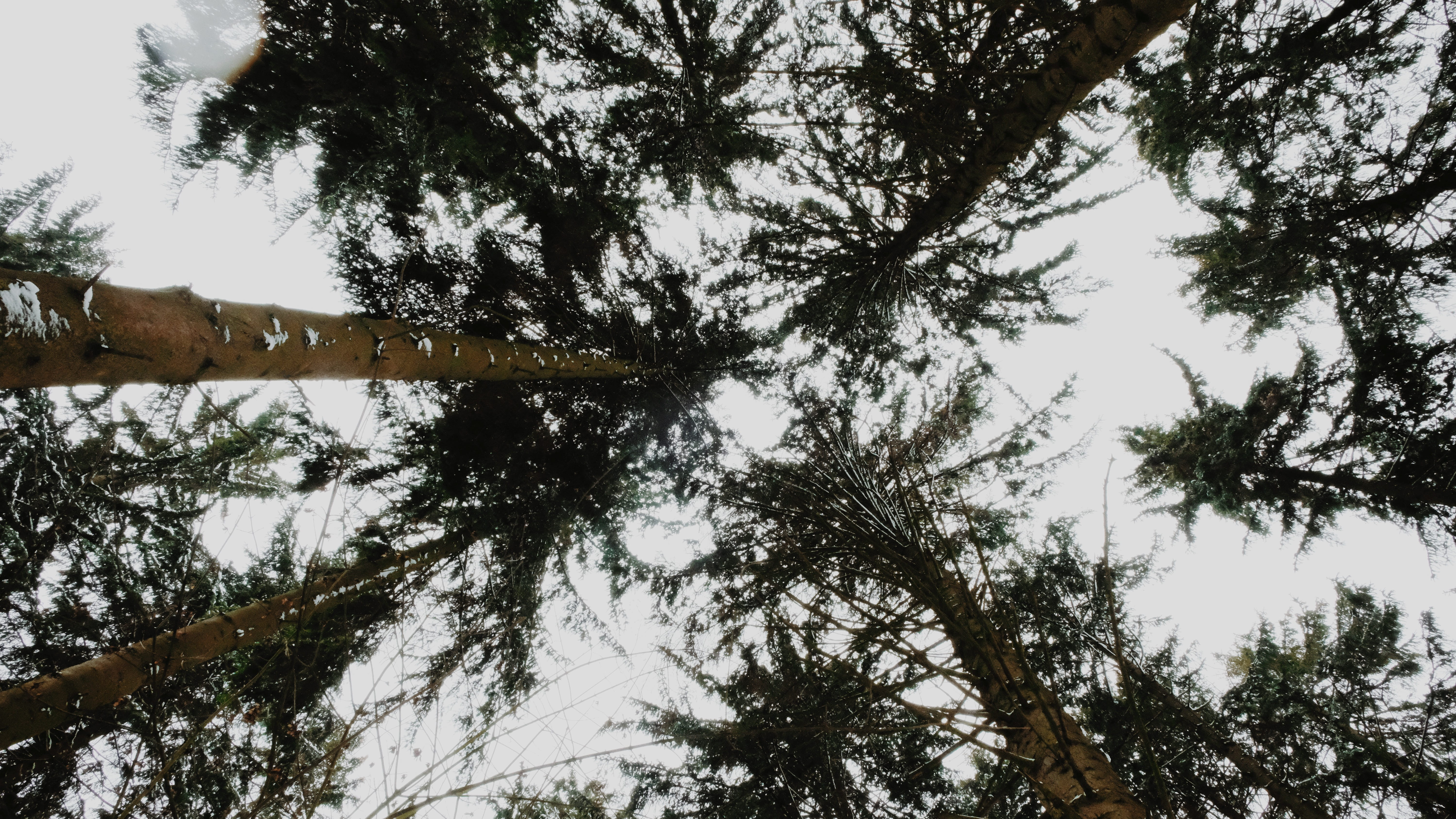 tranquil scene, day, tree, nature, pine, no people, spruce, woman, sky, fir, growth, bäume, building, scenics - nature, abies, redwood, conifer, outdoors, HD Wallpaper