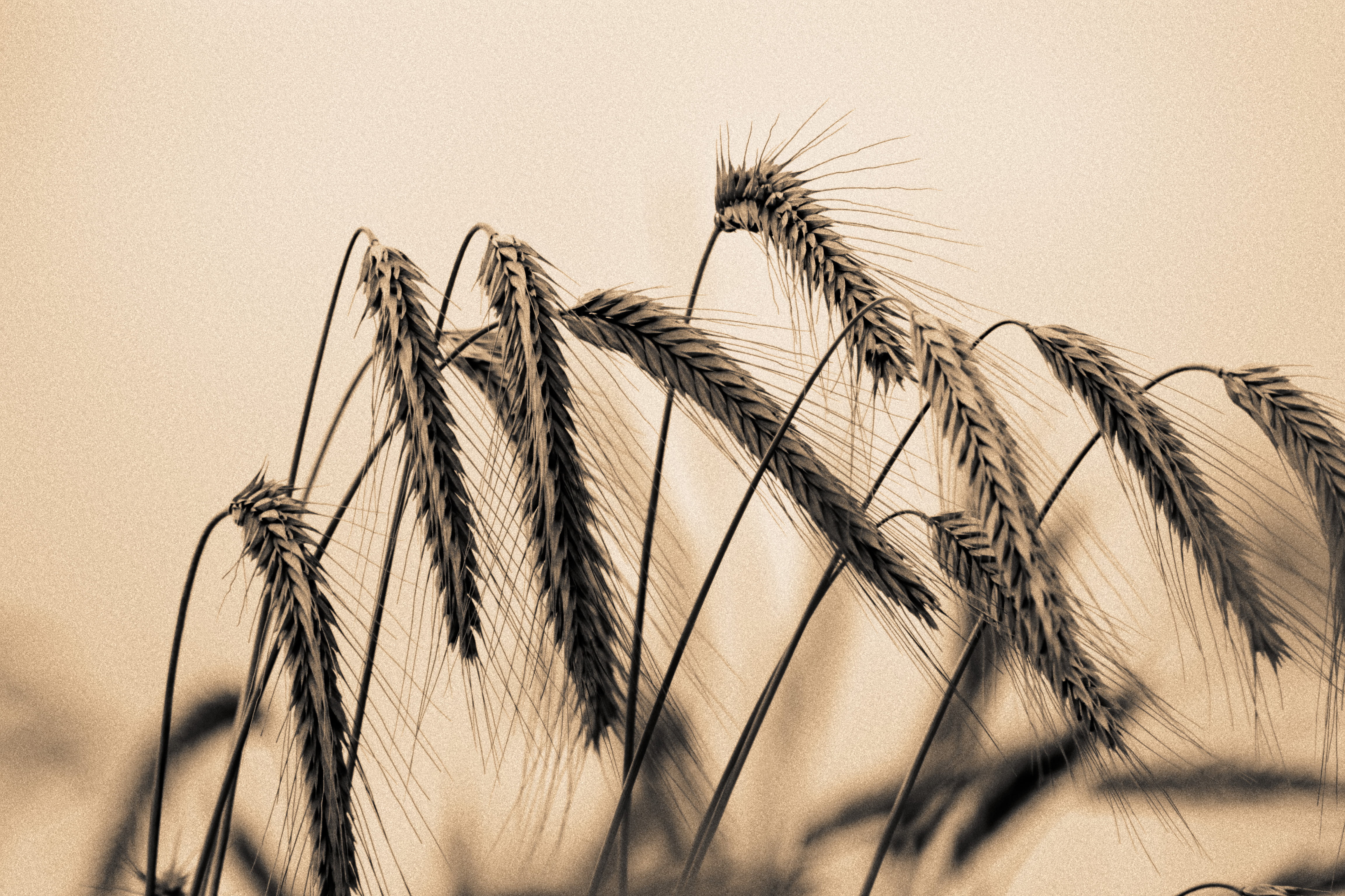 plant, DSC, selective focus, BandW, photography, selective, focus, summer, Bokeh, wheat, Feld, 4K, DxO, Sepia, close-up, Korn, Field, Barley, schwarzweiß, HD Wallpaper