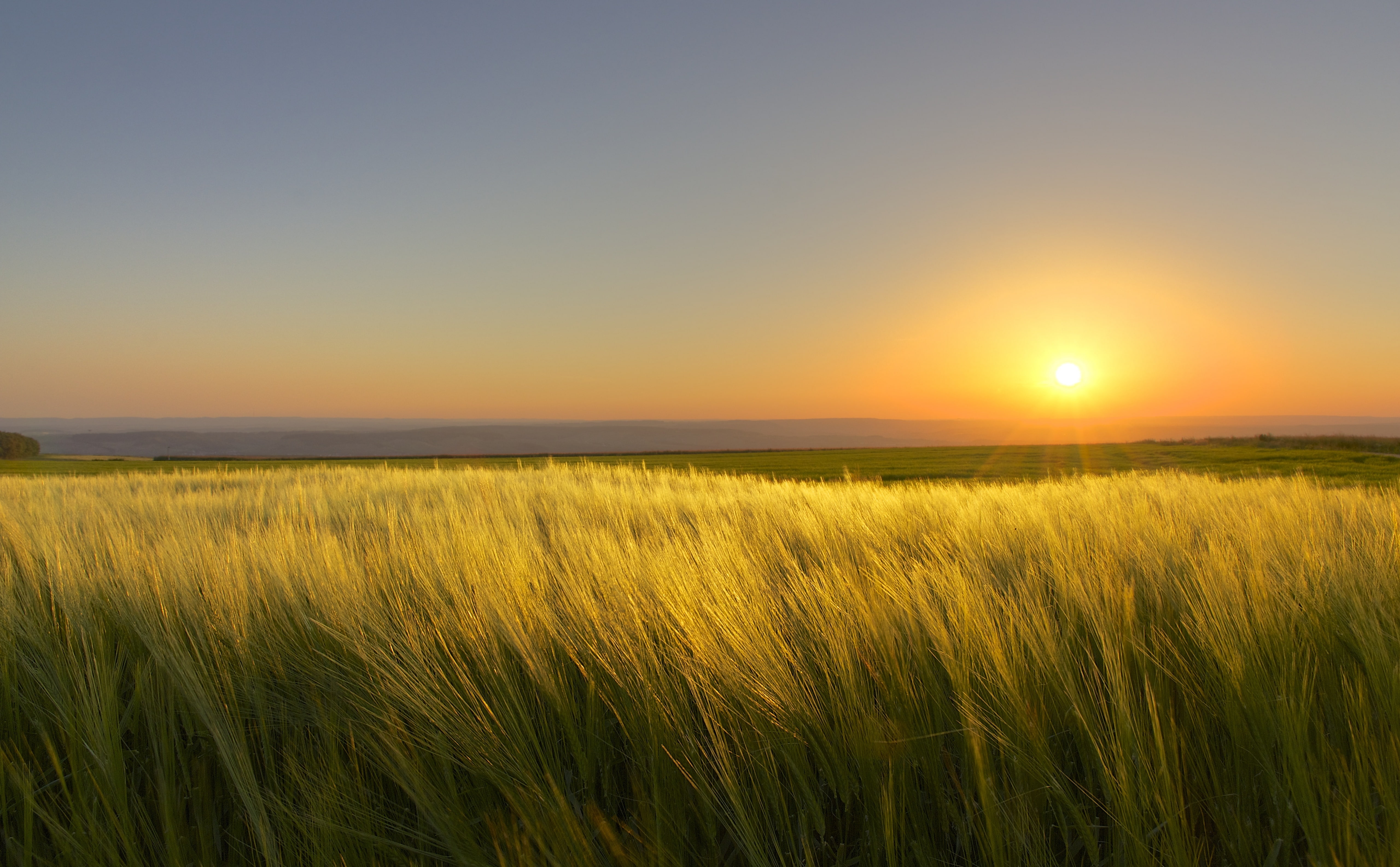 environment, crop, beauty in nature, Germany, tranquil scene, rural scene, 5K, Sunset, landschaft, sky, Landscape, land, tranquility, sunny, growth, sinz, HD Wallpaper