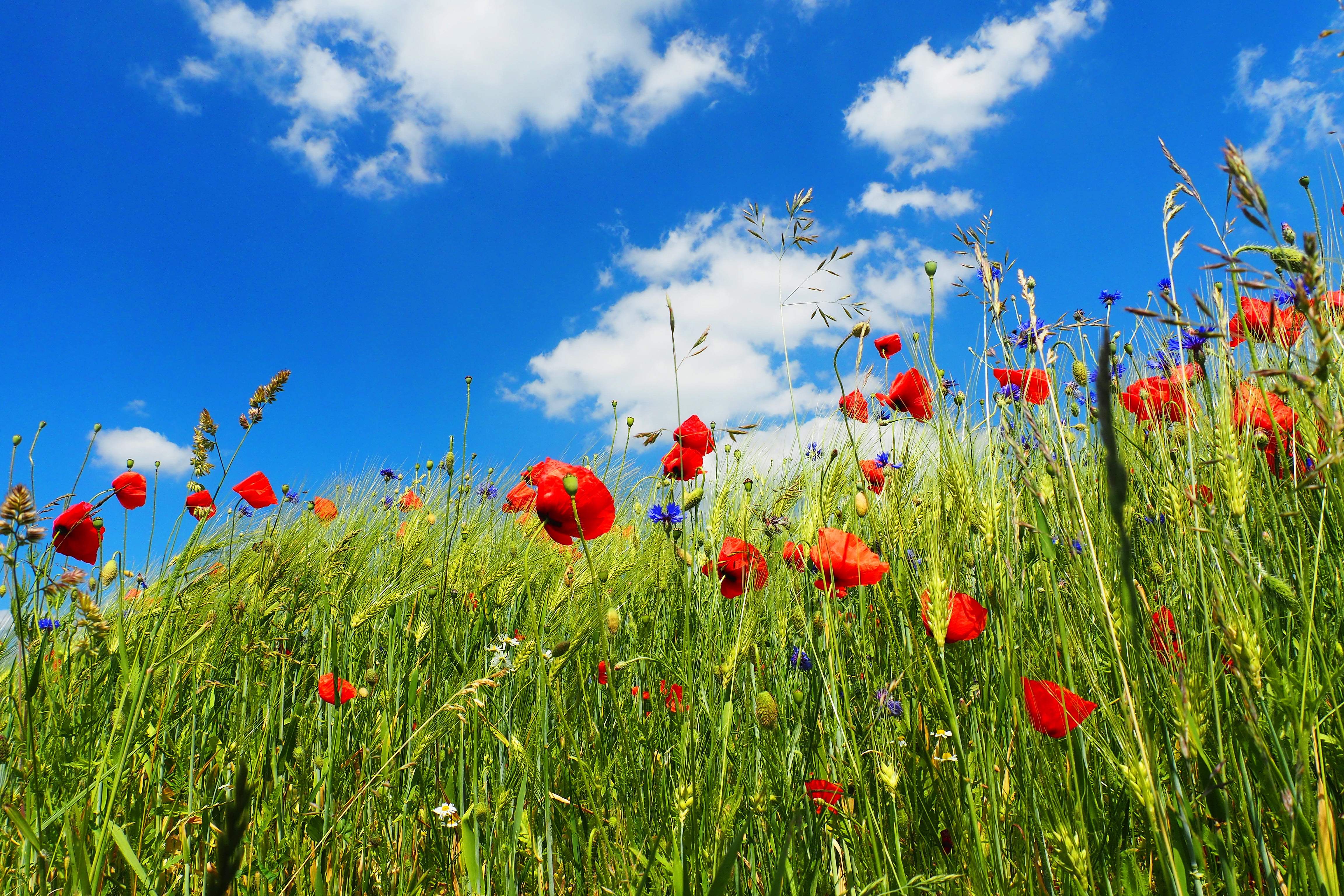 nature, sommer, Feld, skies, blue skies, red, field, Am, petaled, plant, landscape, blumen, grün, grain, grass, himmel, springtime, flowers, blue, blau, HD Wallpaper