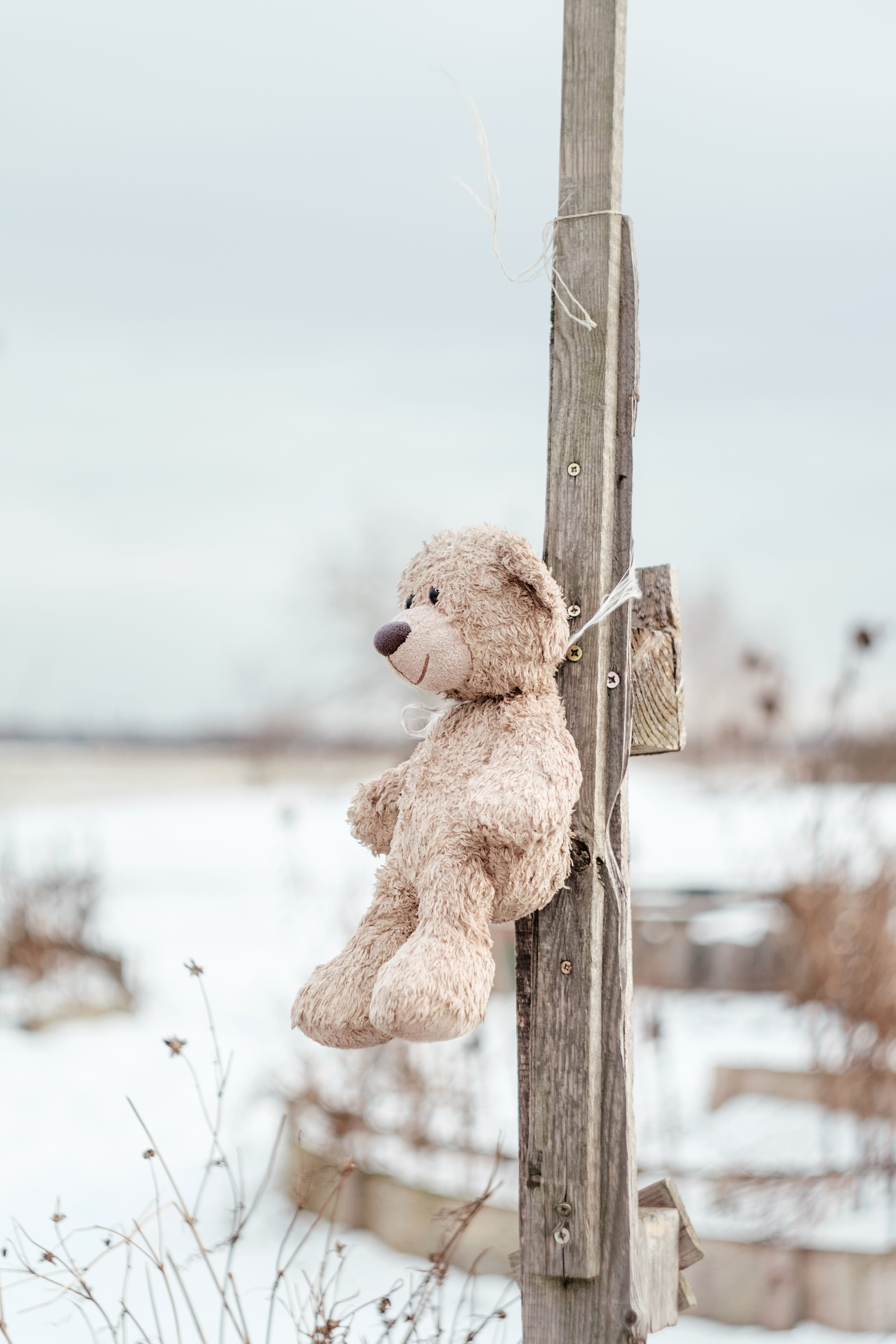 berlin, no people, tree, tempelhofer feld, wildlife, children, sad, wooden post, animal, toy, outdoors, mammal, stuffed bear, 4K, children toy, abandoned, Phone HD Wallpaper