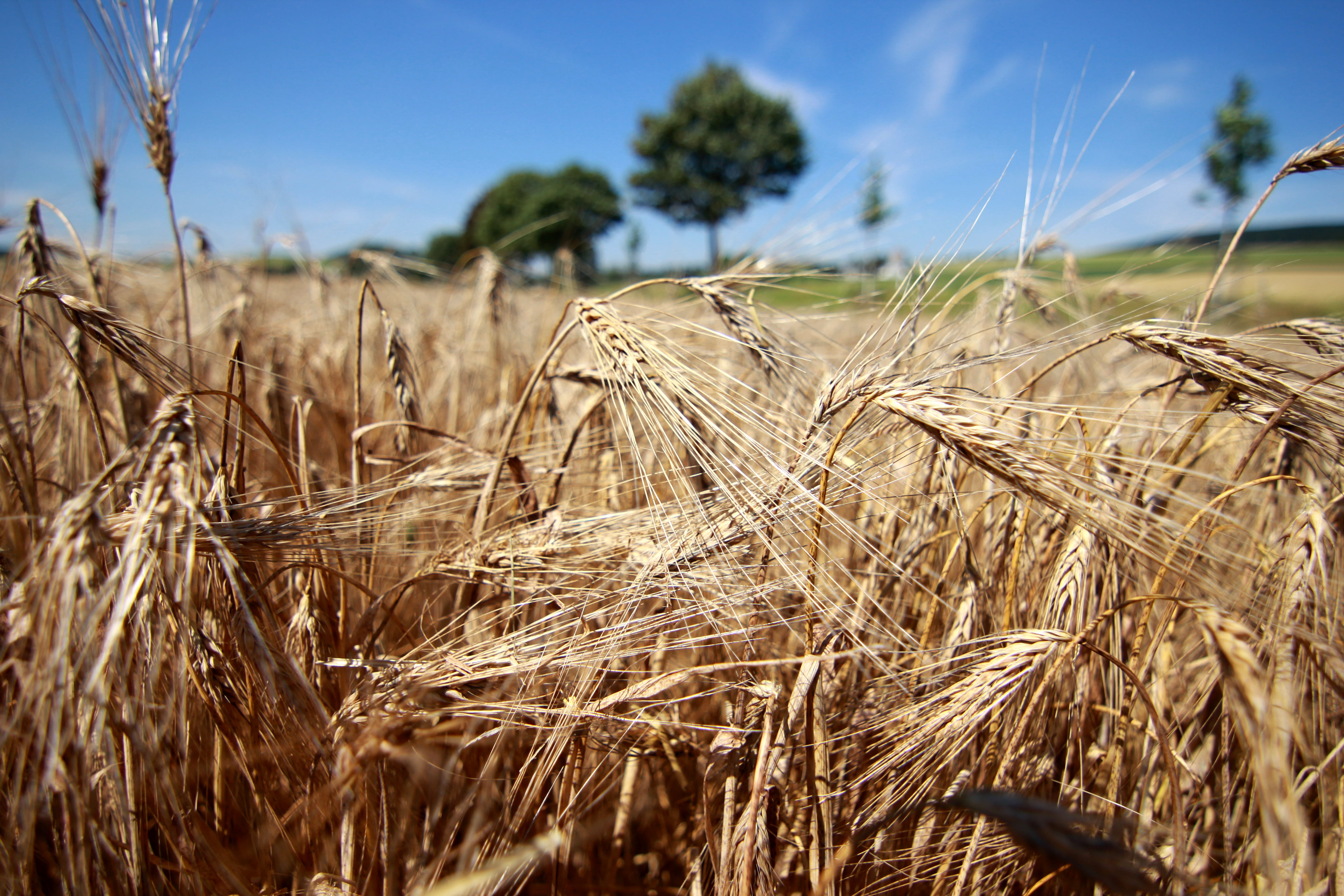 gold Colored, food, grass, Sauerland, DX, Feld, AT-X, straw, nature, farm, Beer, Brew, Bier, Tokina, agriculture, summer, outdoors, Brilon, growth, NRW, HD Wallpaper