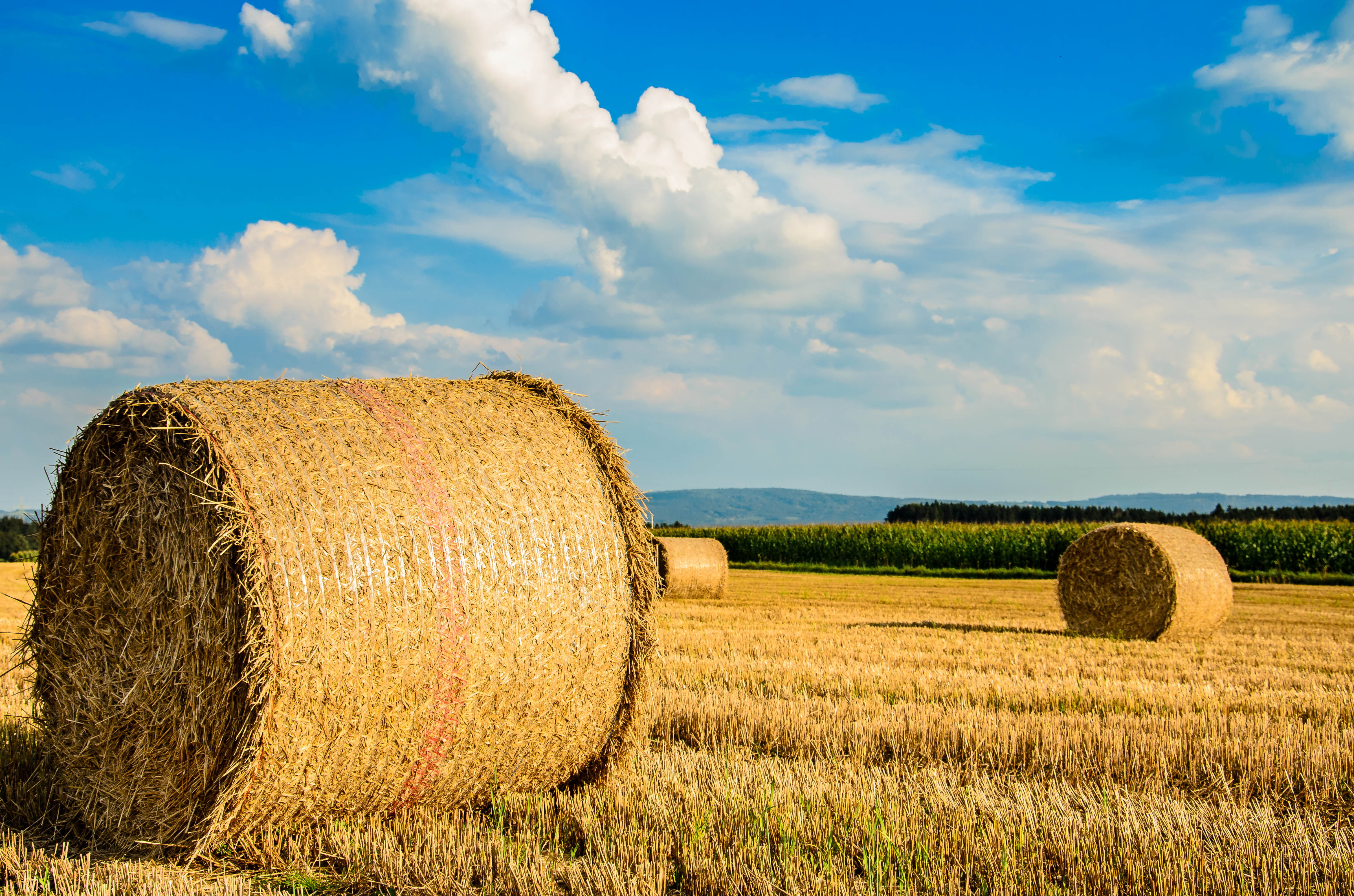 growth, landscaped, Feld, Natur, 4K, summer, blue, daytime, hay, nature, outdoors, crop, rural Scene, sky, roll, yellow, field, farm, Clouds, landscape, HD Wallpaper