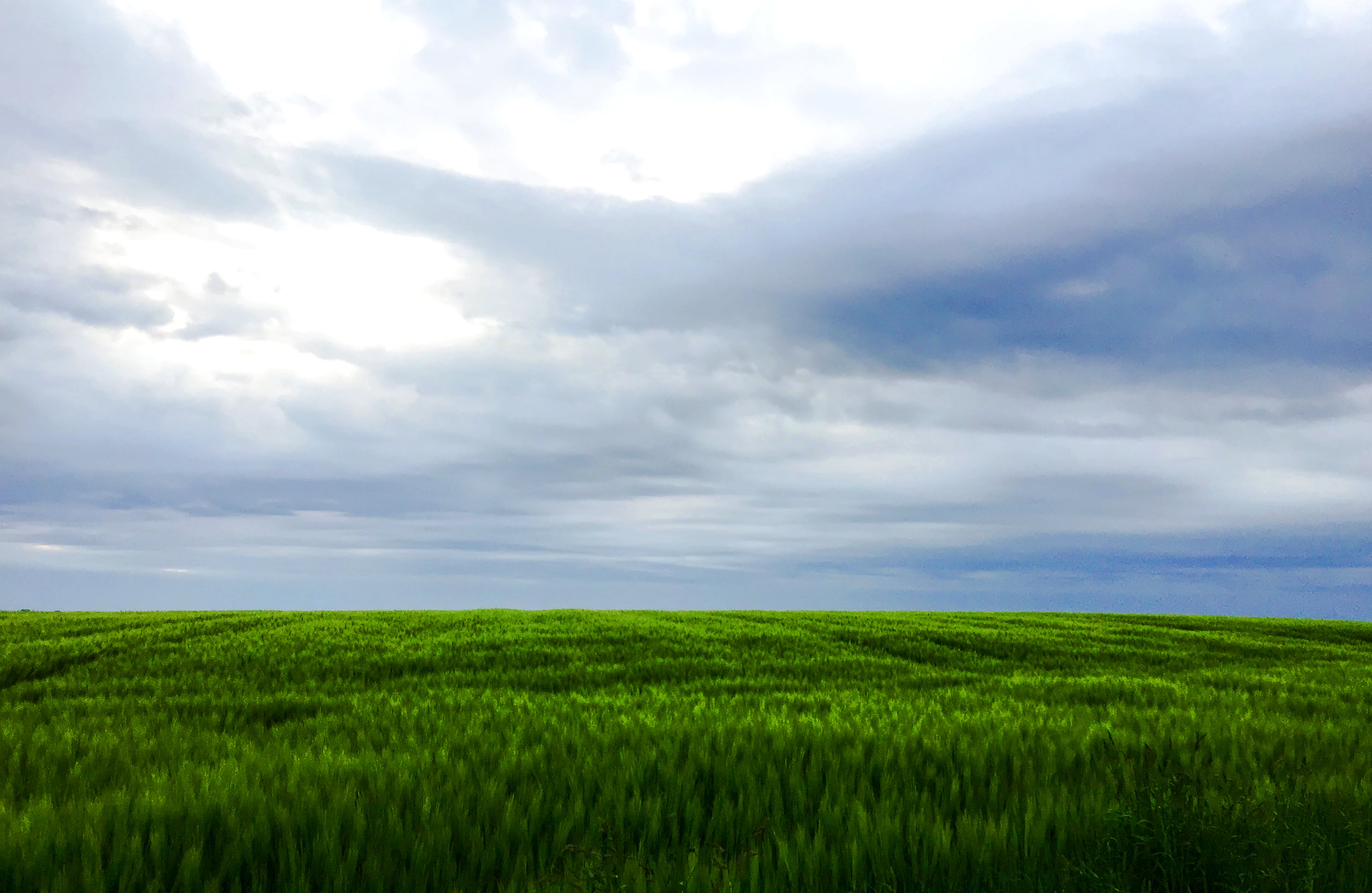green, grass, summer, stimmung, cloud - Sky, sky, weite, green Color, nature, outdoors, landscape, atmosphere, green field, kornfeld, scenics, cloudscape, HD Wallpaper