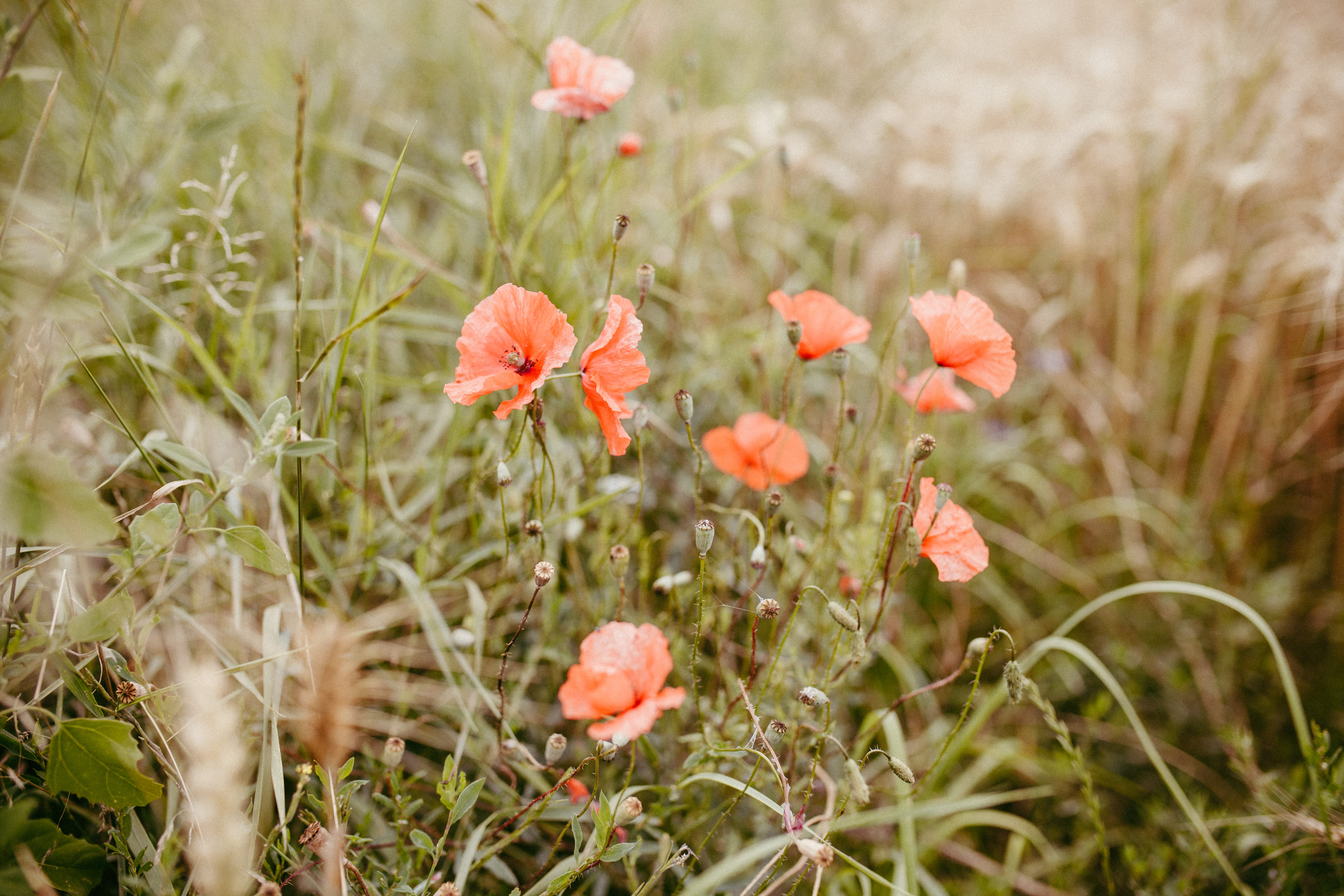 no people, flowering plant, flower head, hay, poppy, 5K, photo, landscape, growth, environment, nature, feld, petaled, closeup, freshness, mood, grass, HD Wallpaper