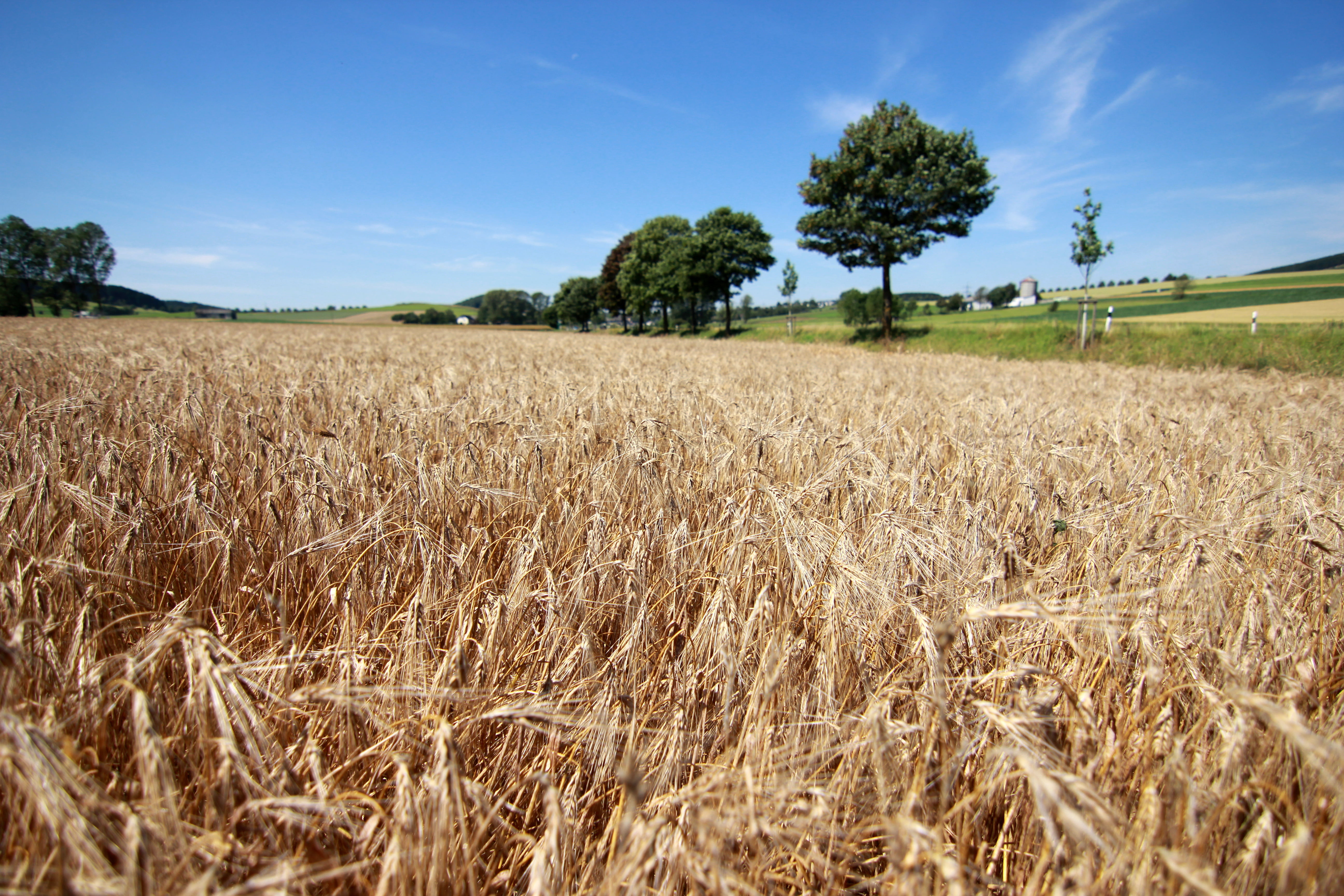 wheat, Field, food, crop, III, daytime, Nordrhein-Westfalen, f/2.8, white, Feld, gold Colored, Brew, farm, cereal Plant, AT-X, outdoors, Gerstenfeld, trees, HD Wallpaper