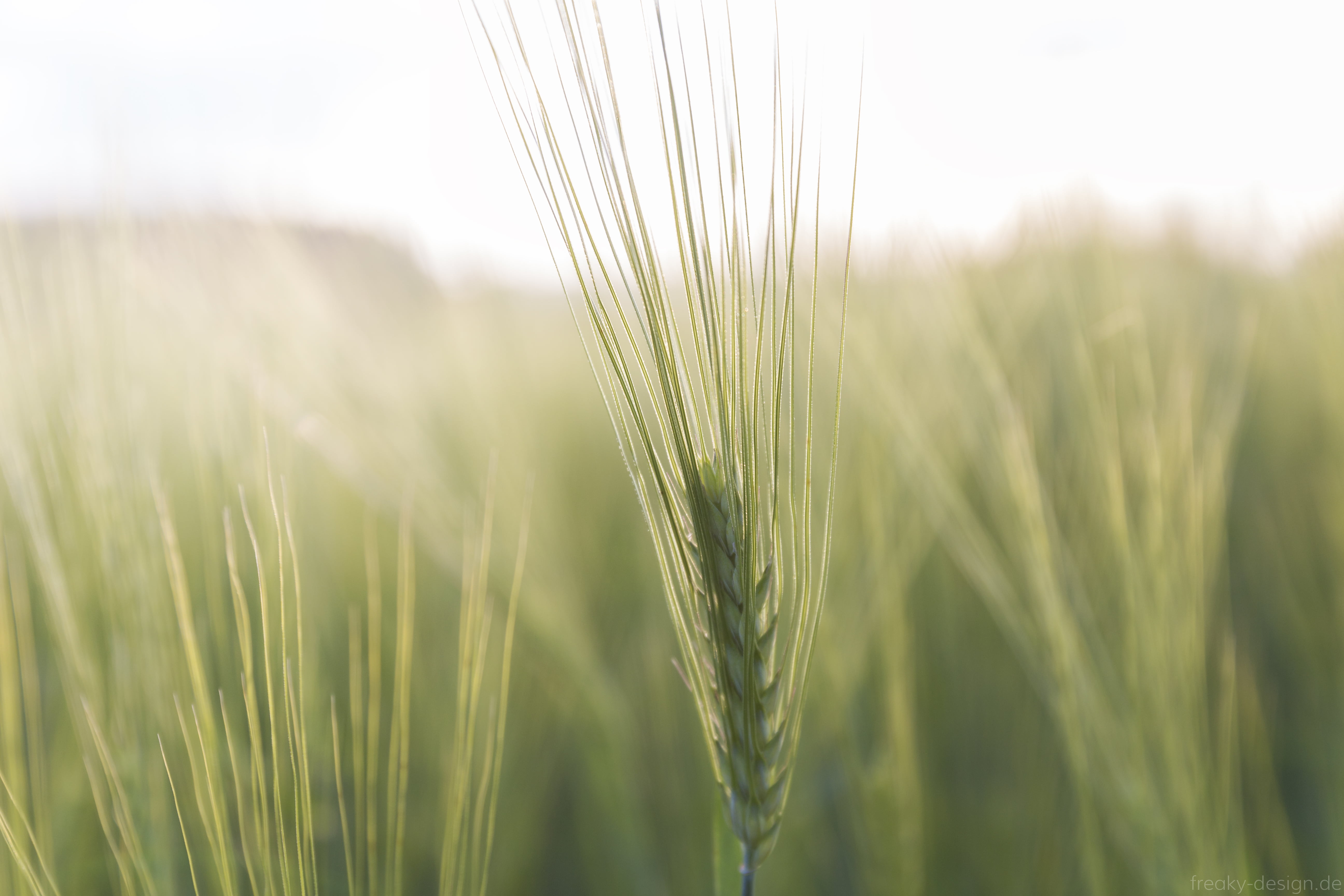 nature, 5K, bokeh, field, rural Scene, eos  700d, seed, agriculture, bayreuth, glow, feld, close-up, food, oberfranken, outdoors, field  corn, natur, ähren, HD Wallpaper
