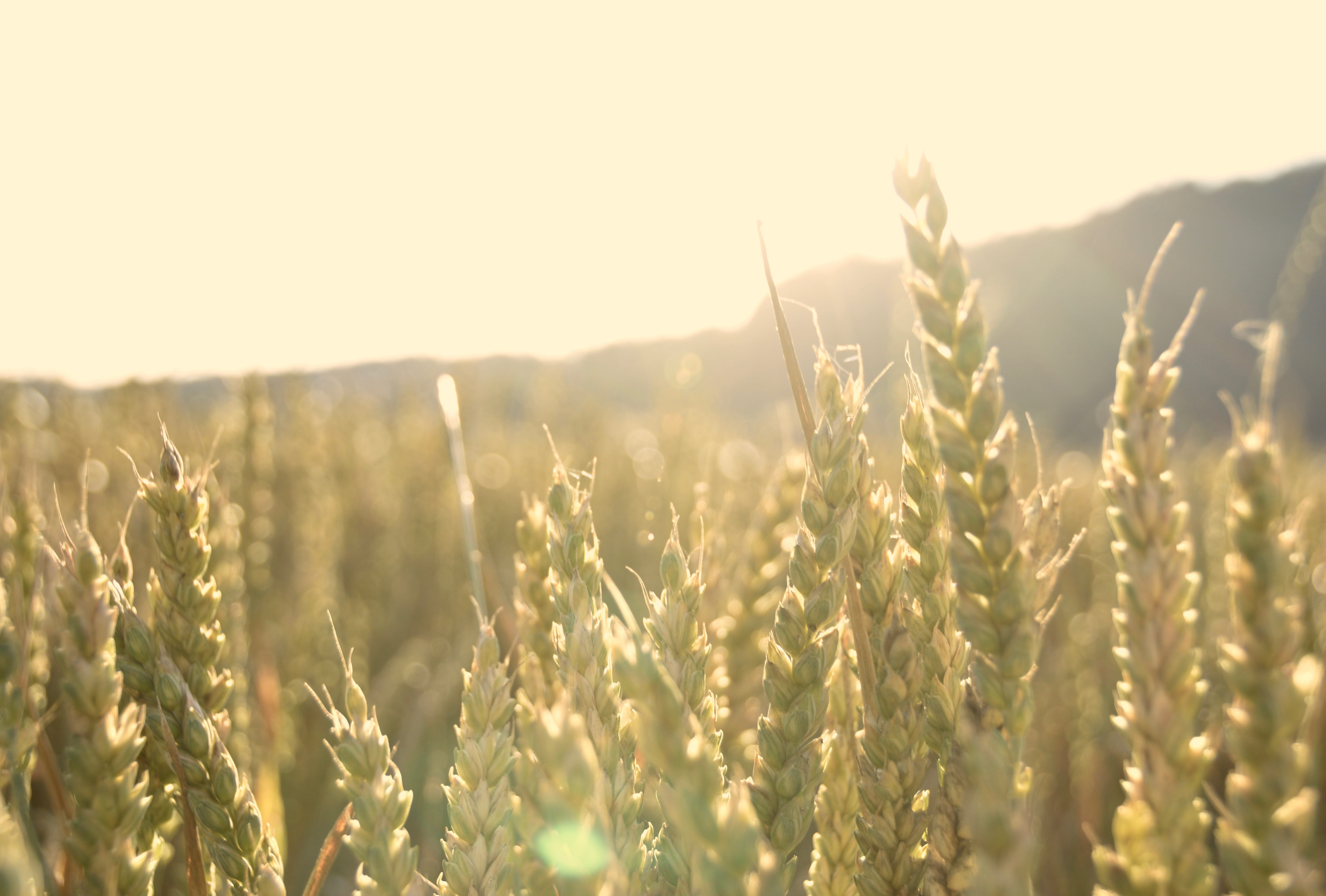 autumn, close-up, vegan, forest, eating, love, agriculture, moon, stalk, sun, eat, sunset, healthy, sky, outdoors, clear sky, corn, crop, tranquility, rural scene, HD Wallpaper