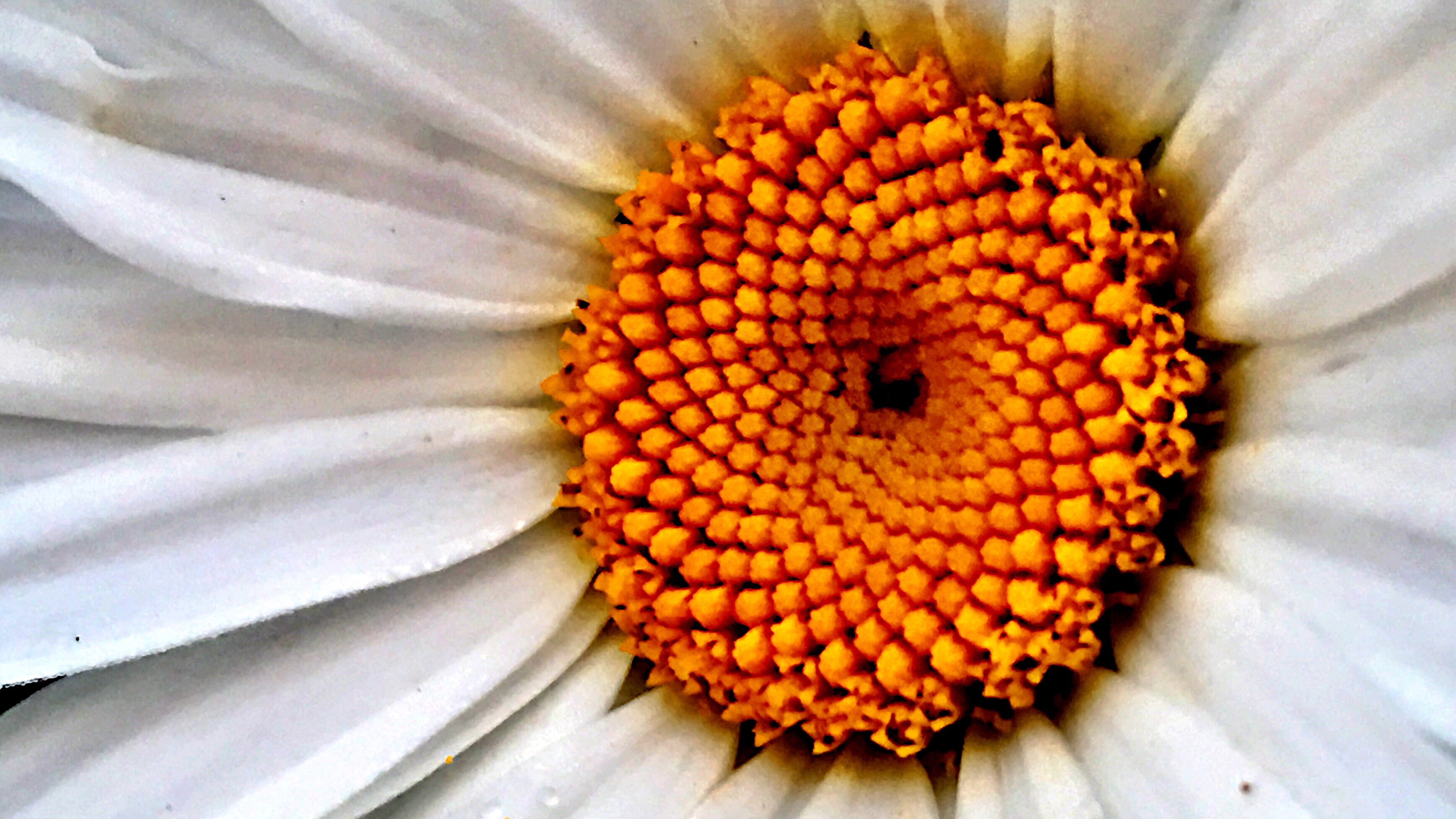 close up photography, close-up, Germany, close, Apple  iPhone, Blossom, Berlin  Hellersdorf, Makro, plant, Feld, Wuhletal, flower power, Nature, Kaulsdorf, HD Wallpaper