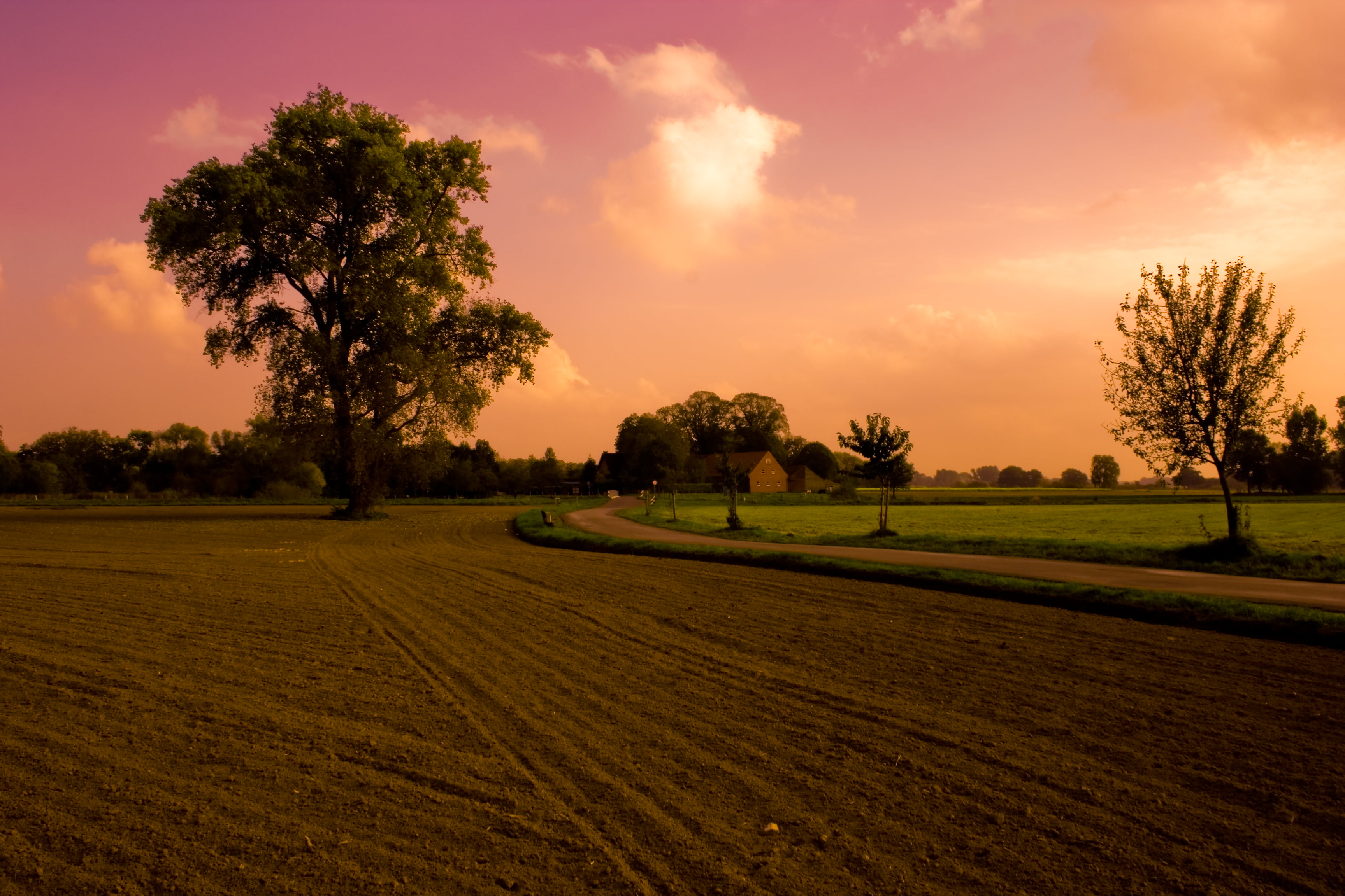 field, season, nature, farm, autumn  fall, summer, feld, münsterland, agriculture, tree, photo, herbst, roadway, brown, land, sunset, outdoors, landscape, HD Wallpaper
