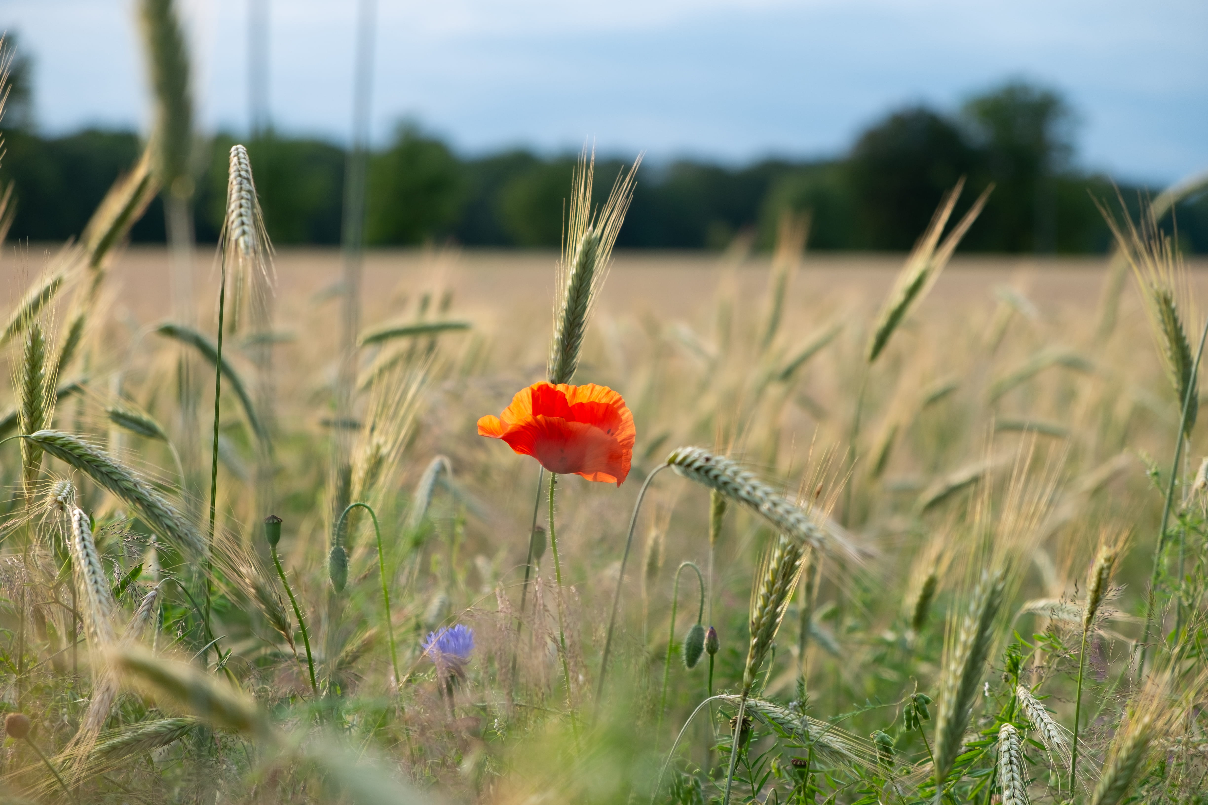 wiese, no people, 4K, orange, sommer, flower head, blossom, flowering plant, day, feld, vegetable, red, field, petal, vulnerability, plant, produce, beauty in nature, HD Wallpaper