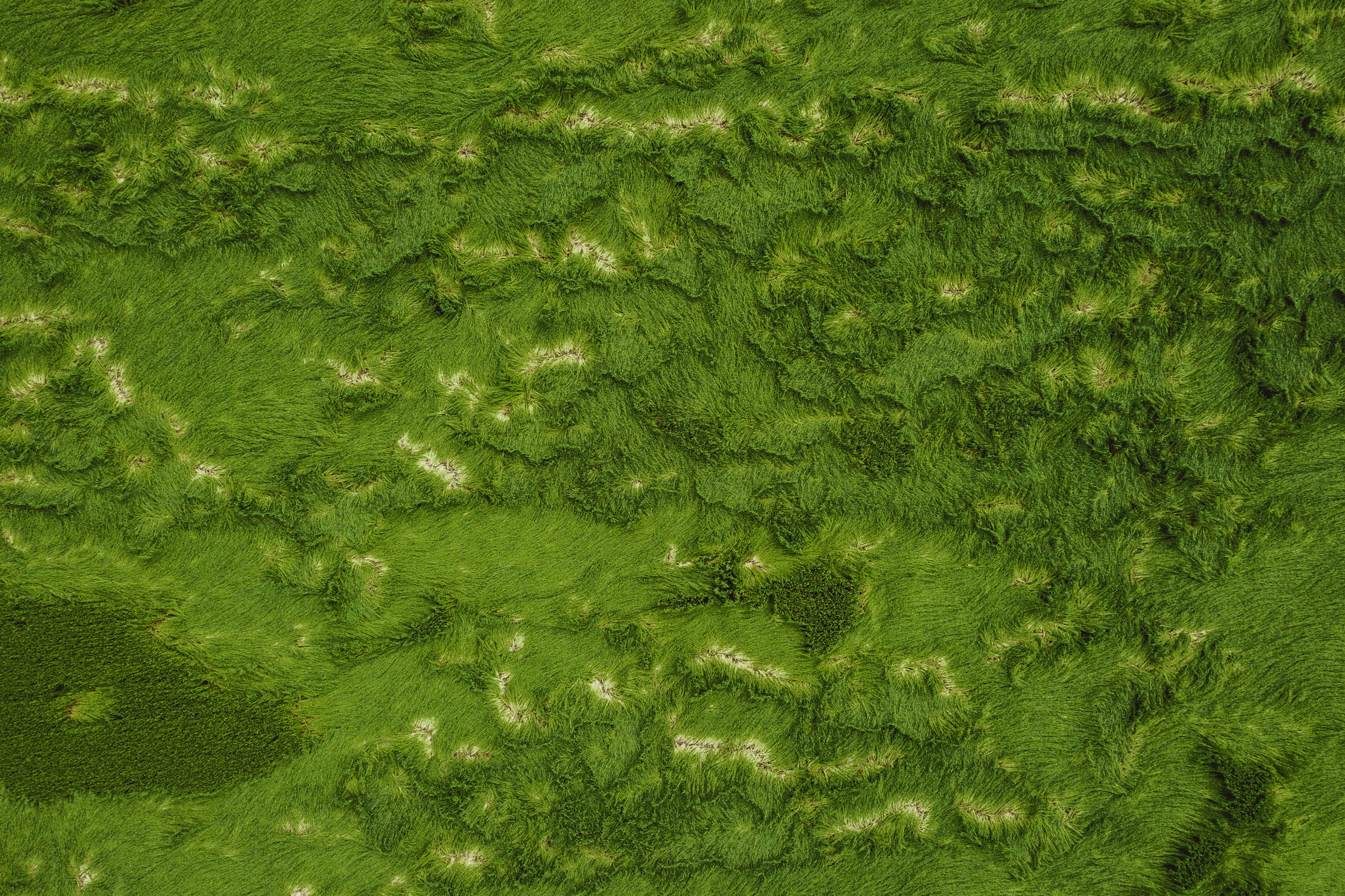 greeny, water, no people, seaweed, abstract, waterfront, green, weed, moss, beauty in nature, pollution, food, green color, pattern, full frame, backgrounds, HD Wallpaper