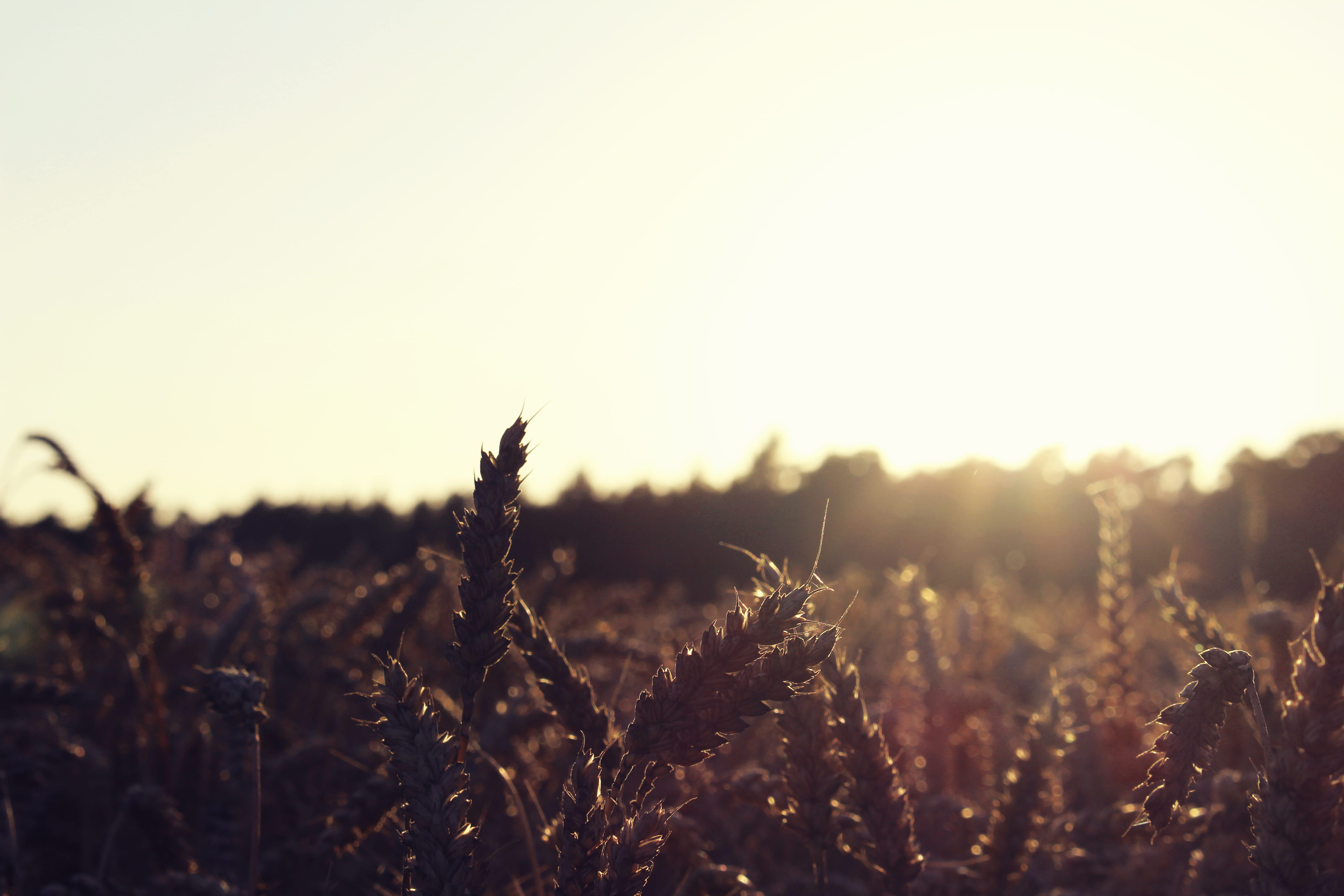 sunlight, growth, tranquil scene, 5K, landscape, focus on foreground, germany, lens flare, nature, close-up, outdoors, tranquility, sepia, freshness, land, HD Wallpaper