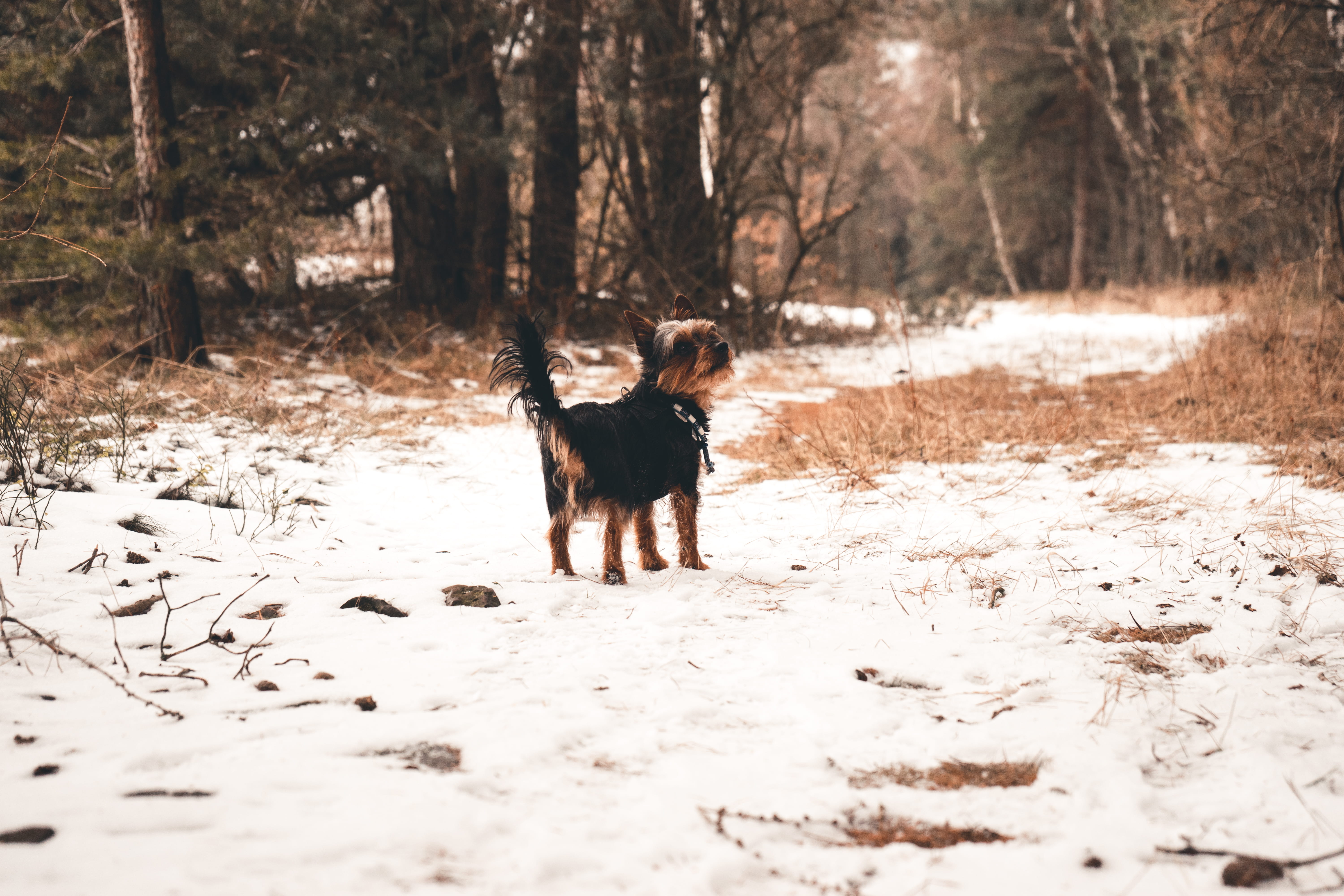 tan, tree, snow, german shepherd, grass, canine, pet, plant, outdoors, pets, field, light, gras, daytime, vertebrate, black, surrounded, animal themes, HD Wallpaper