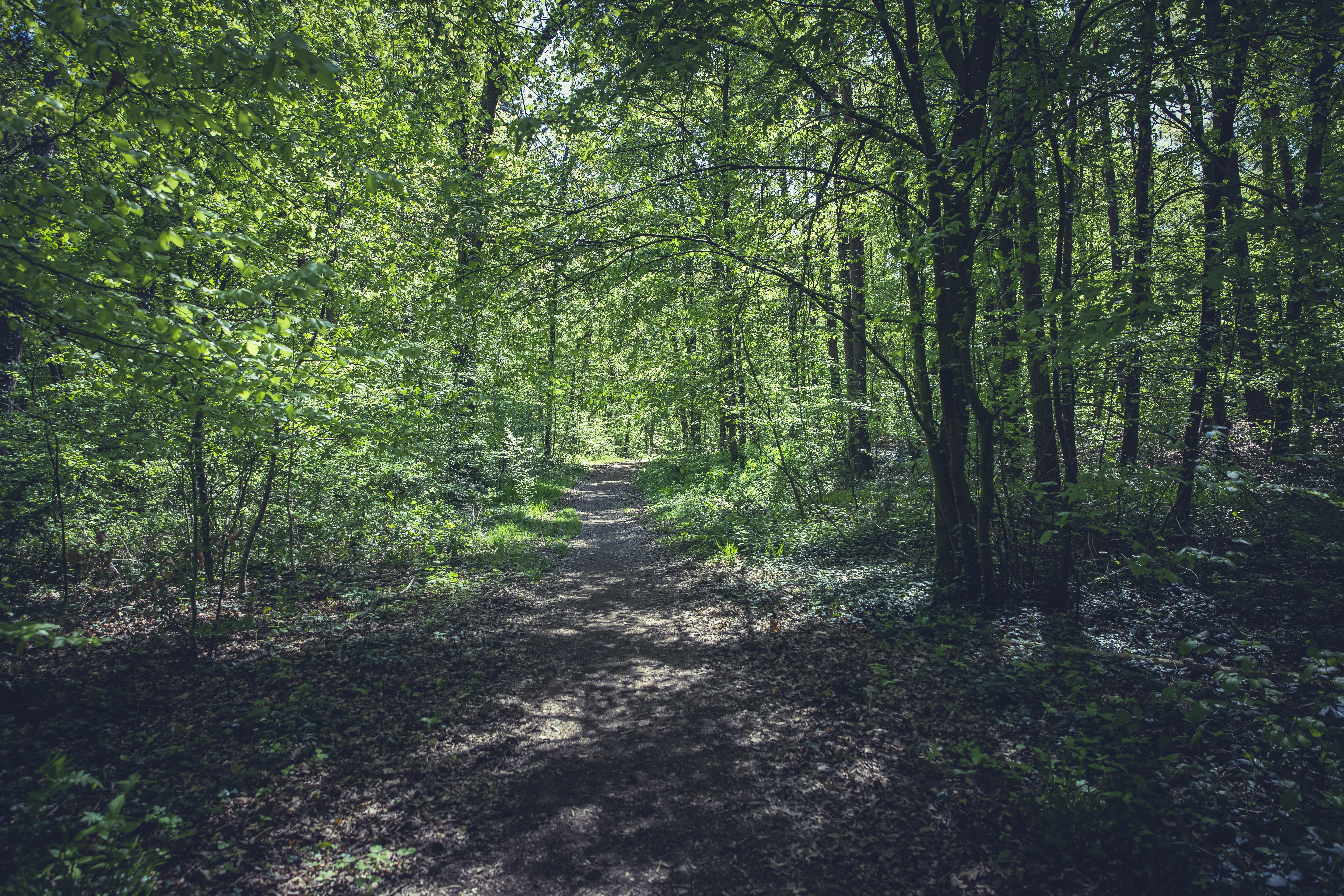 green color, outdoors, away, direction, bamboo - plant, hike, land, woodland, foliage, trail, landscape, 5K, non-urban scene, sunny, enjoyable hike, tranquil scene, HD Wallpaper