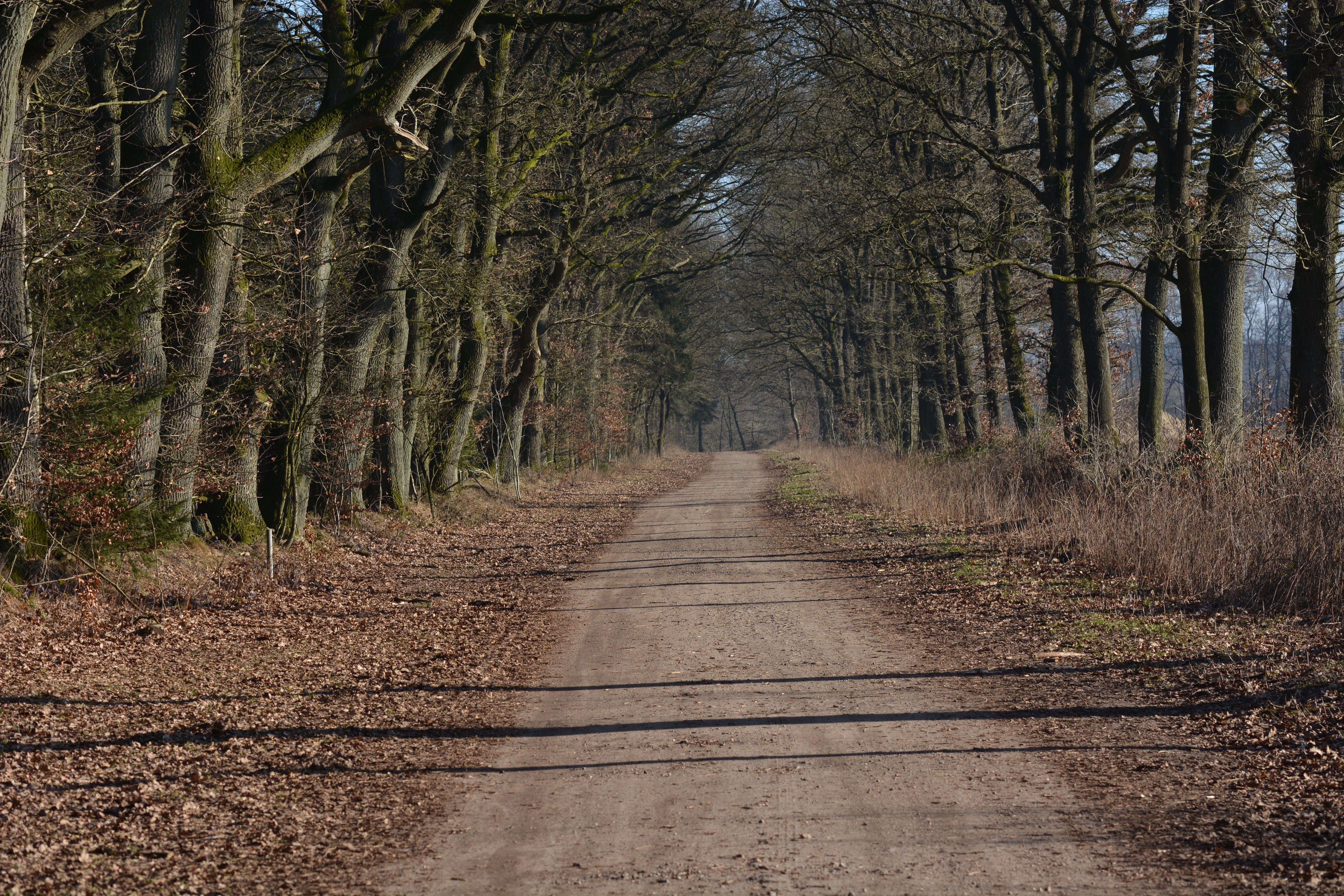 outdoors, forest, dirt road, non-urban scene, day, trail, 5K, tree trunk, away, land, tranquil scene, no people, direction, transportation, long, the way forward, HD Wallpaper