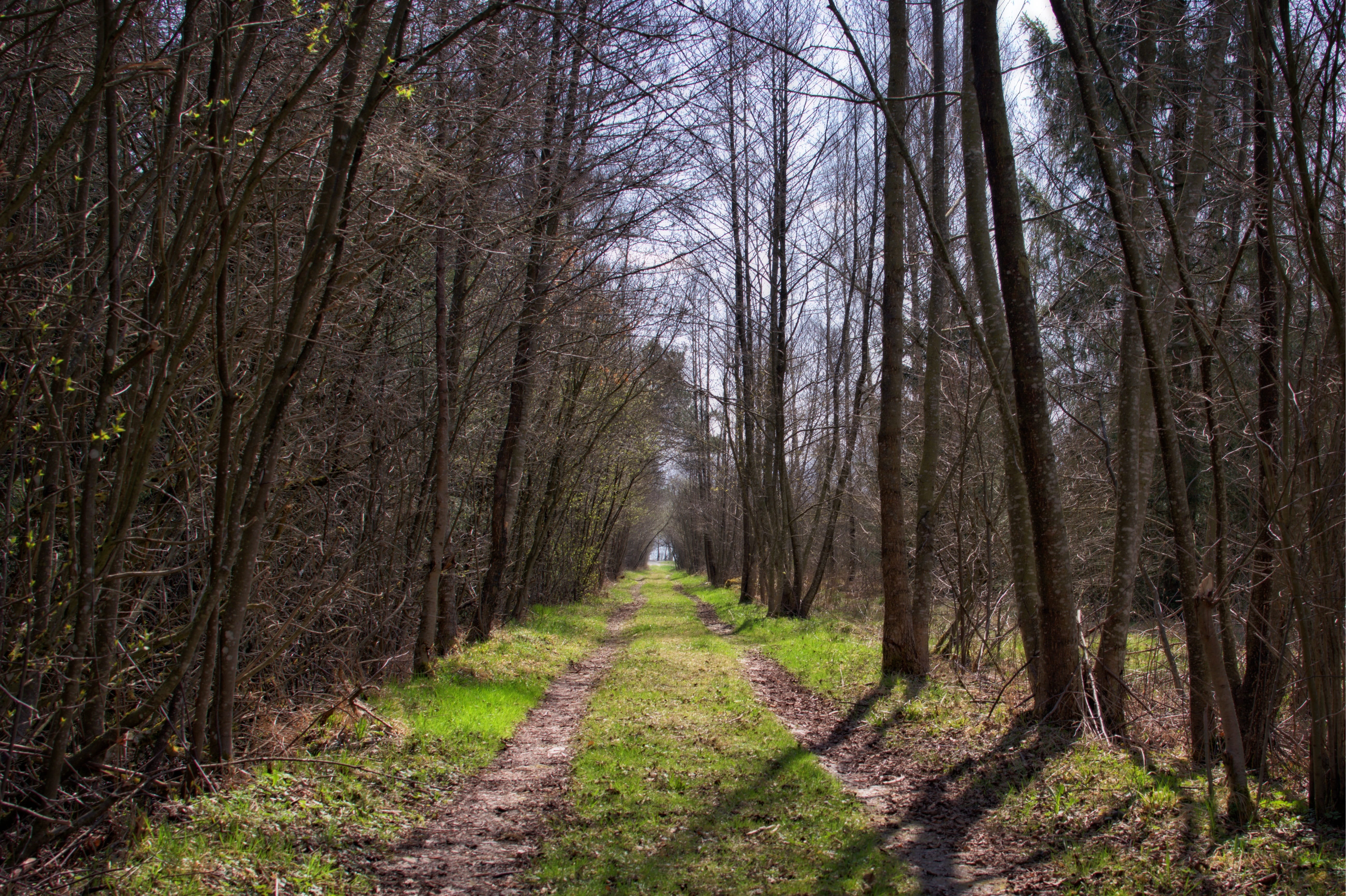 outdoors, woodland, Nature, non-urban scene, bare tree, distant, green Color, landscape, Forest, diminishing perspective, alter weg, mystical, tranquility, HD Wallpaper