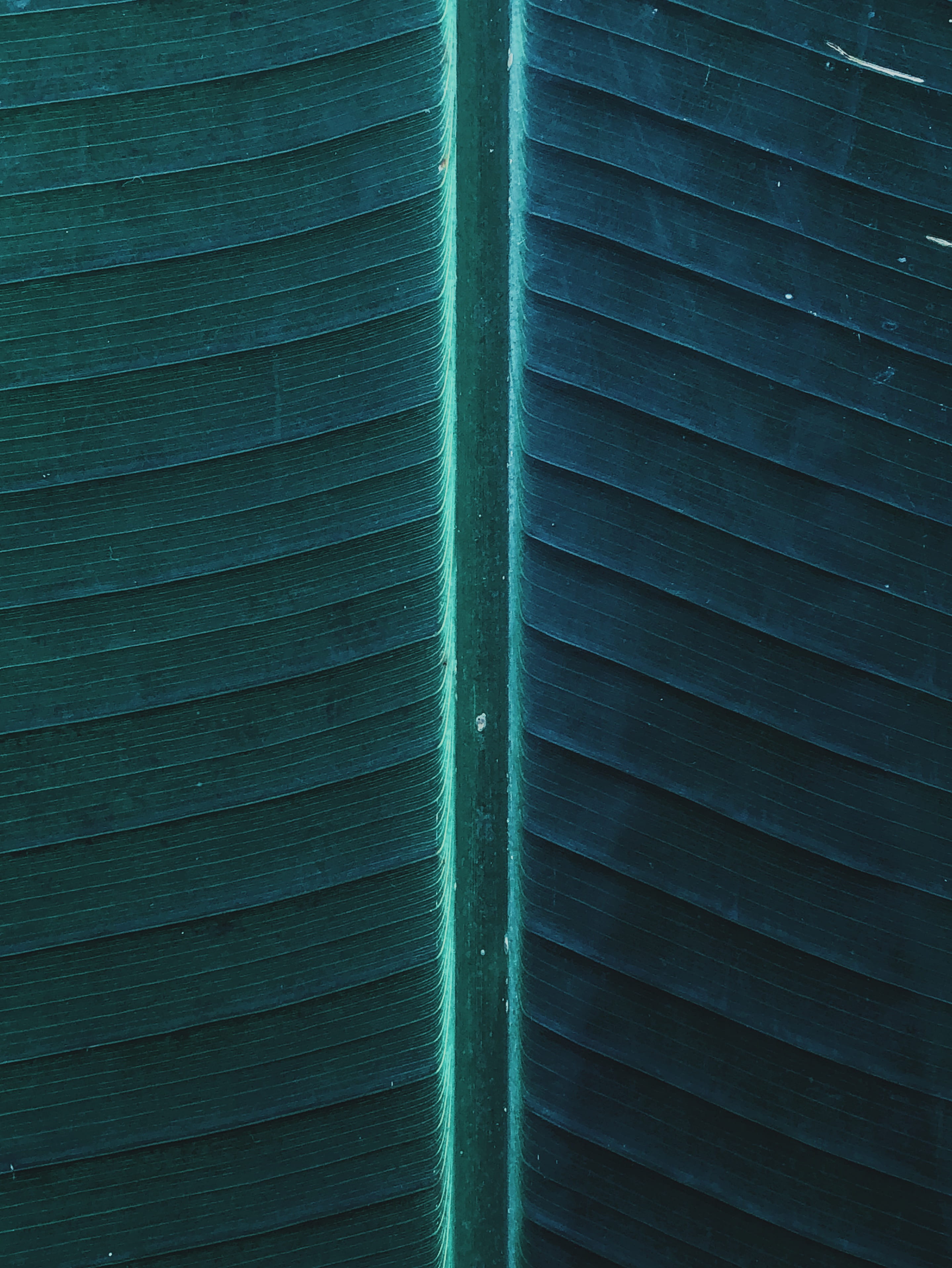tree, berlin, striped, textured, outdoors, floral, leaf, banana leaf, growth, beauty in nature, blue, leave, crystal, 2K, germany, detail, day, texture, Phone HD Wallpaper
