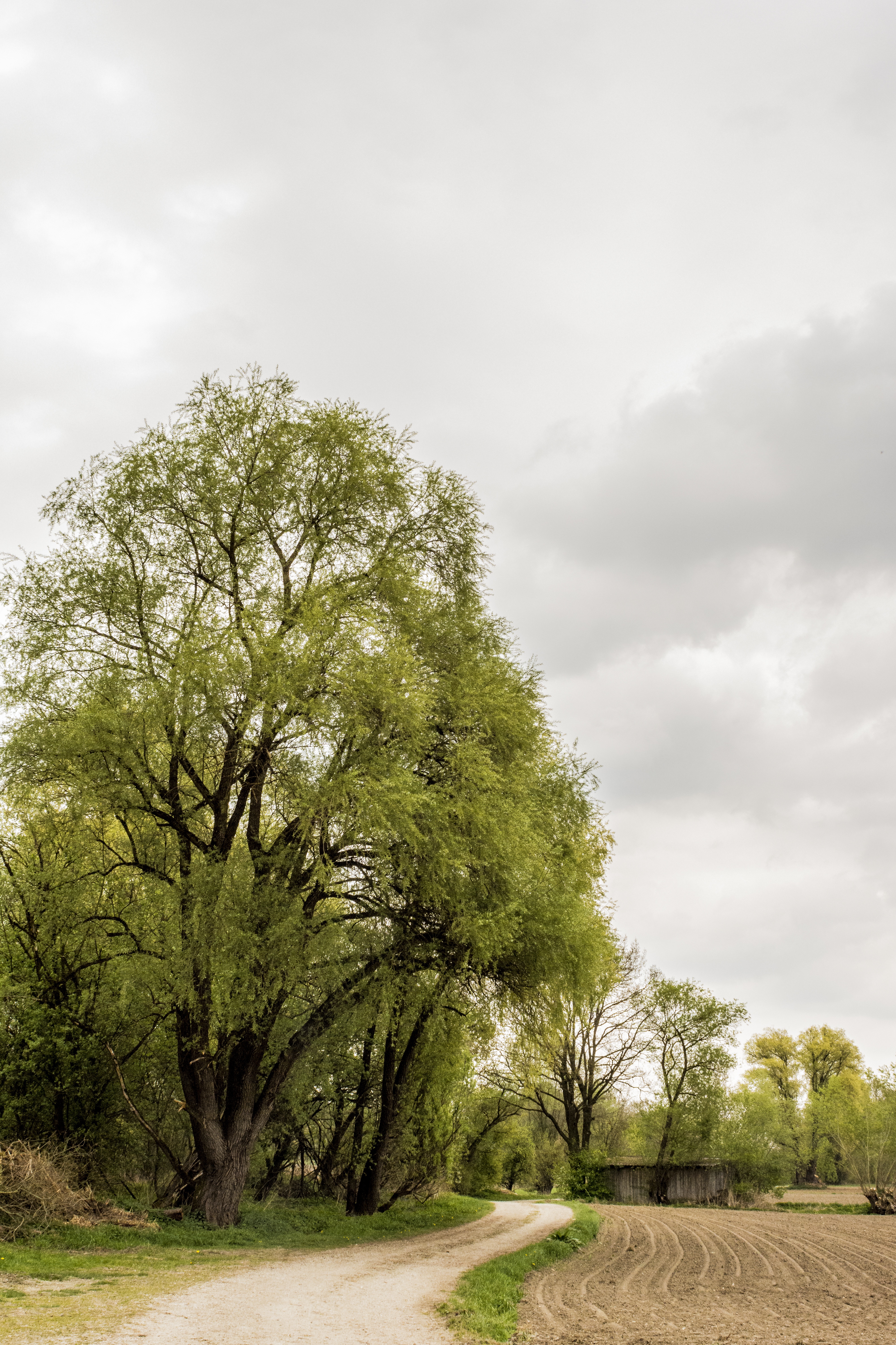 plant, alter weg, clouds, scenics - nature, degree, green, path, summer, grove of trees, avenue, swinging, dramatic, mood, panorama, no people, cloud - sky, Phone HD Wallpaper