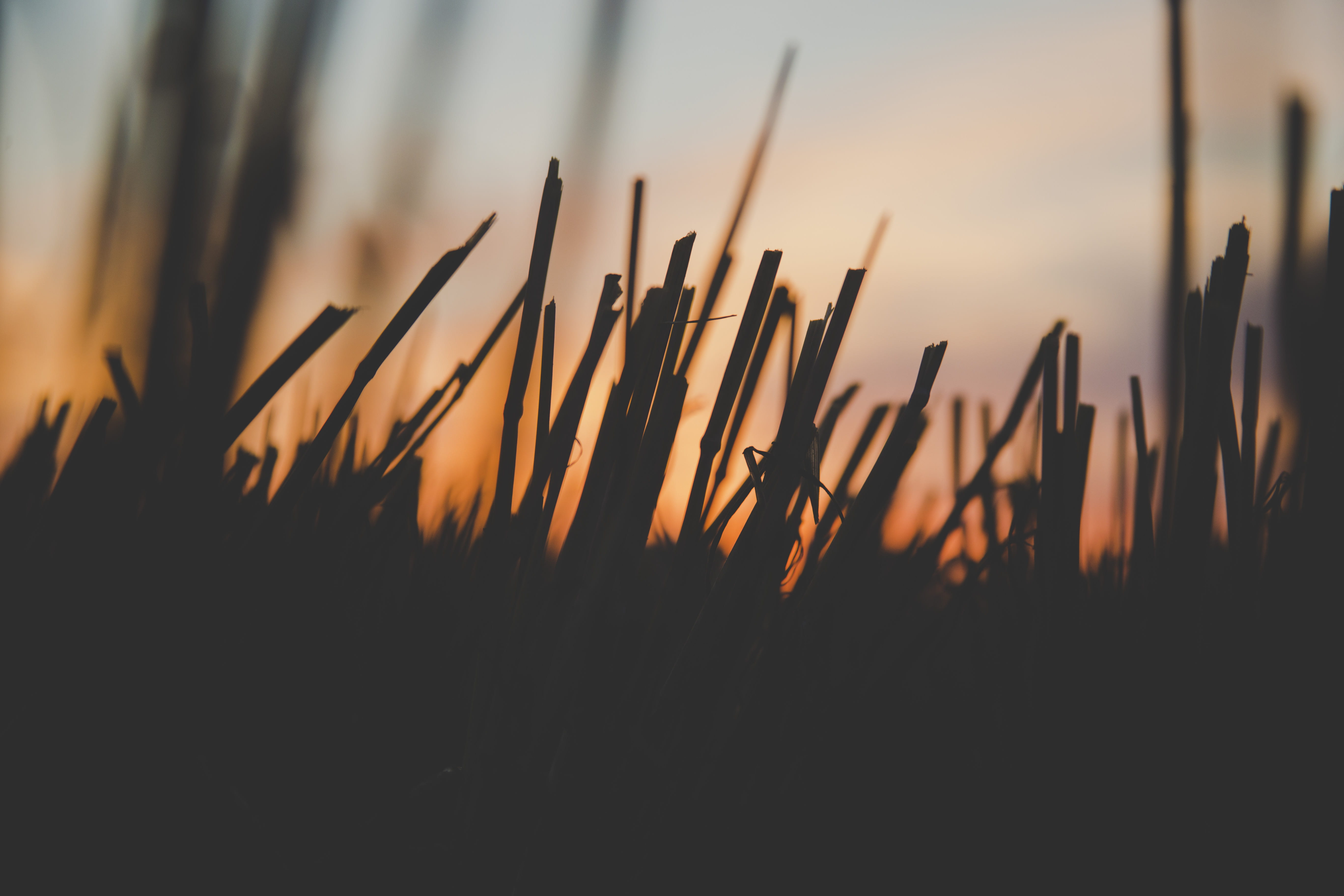 orange color, growth, moody, non-urban scene, closeup, holden, close-up, beauty in nature, cloud - sky, nature, hour, selective focus, field, no people, HD Wallpaper
