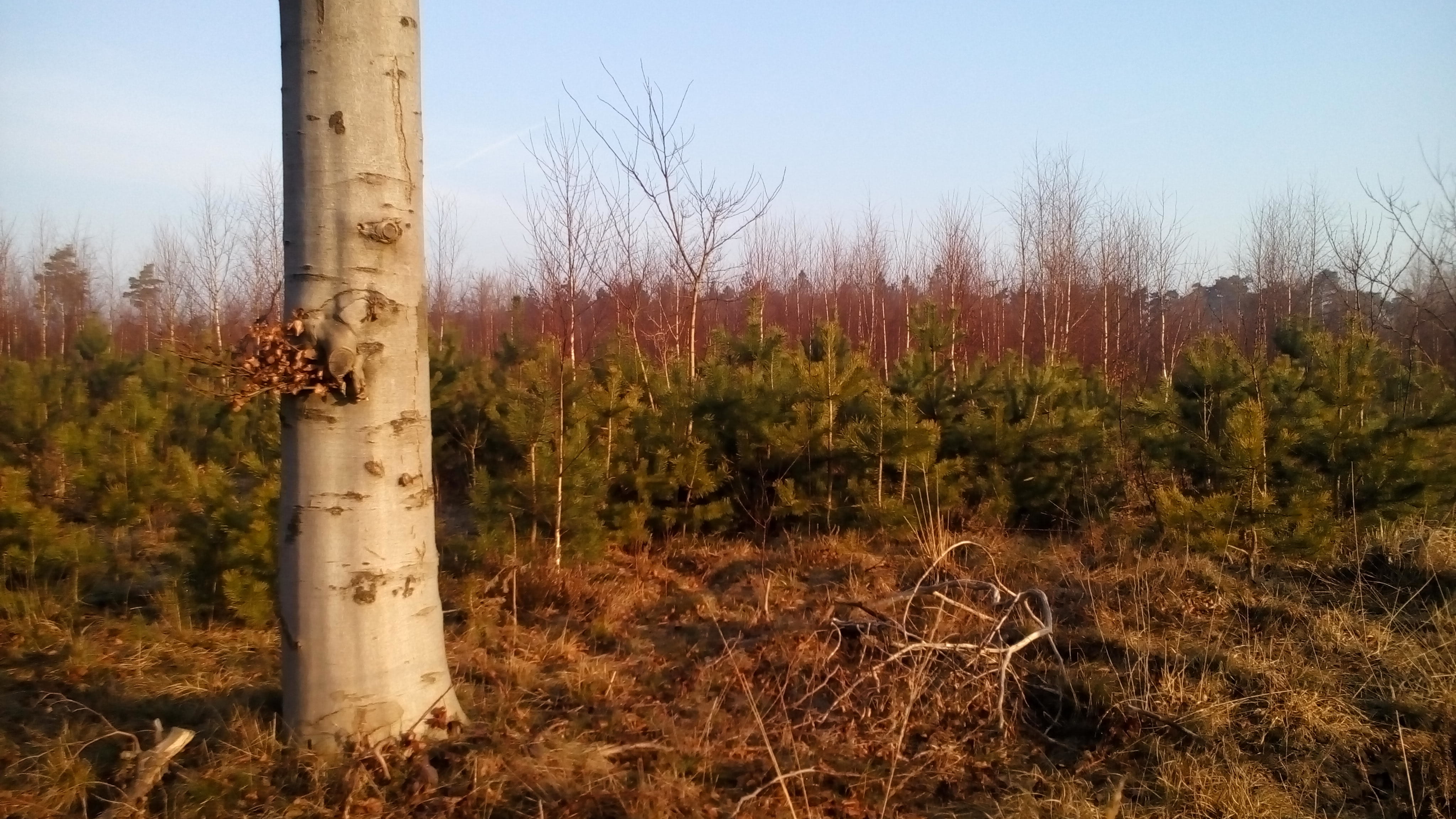 day, land, tree, wooden post, beauty in nature, germany, forest, environment, landscape, tranquil scene, issumer weg, tree trunk, field, plant, woodland, HD Wallpaper