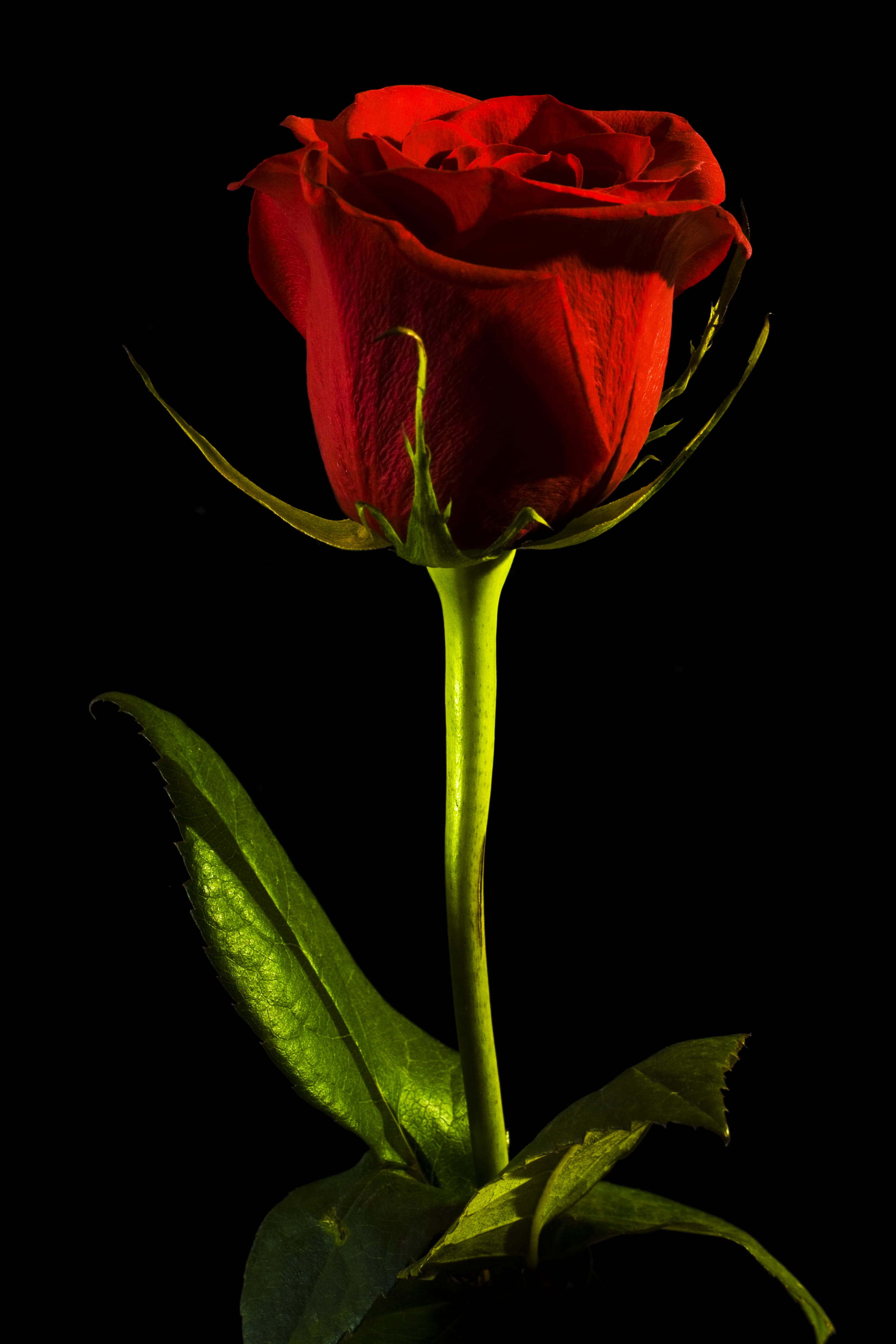 isolated, close-up, beauty, s, object, flower, no people, day, freshness, valentine, rose, nobody, red, 4K, black background, sepal, background, petal, Phone HD Wallpaper