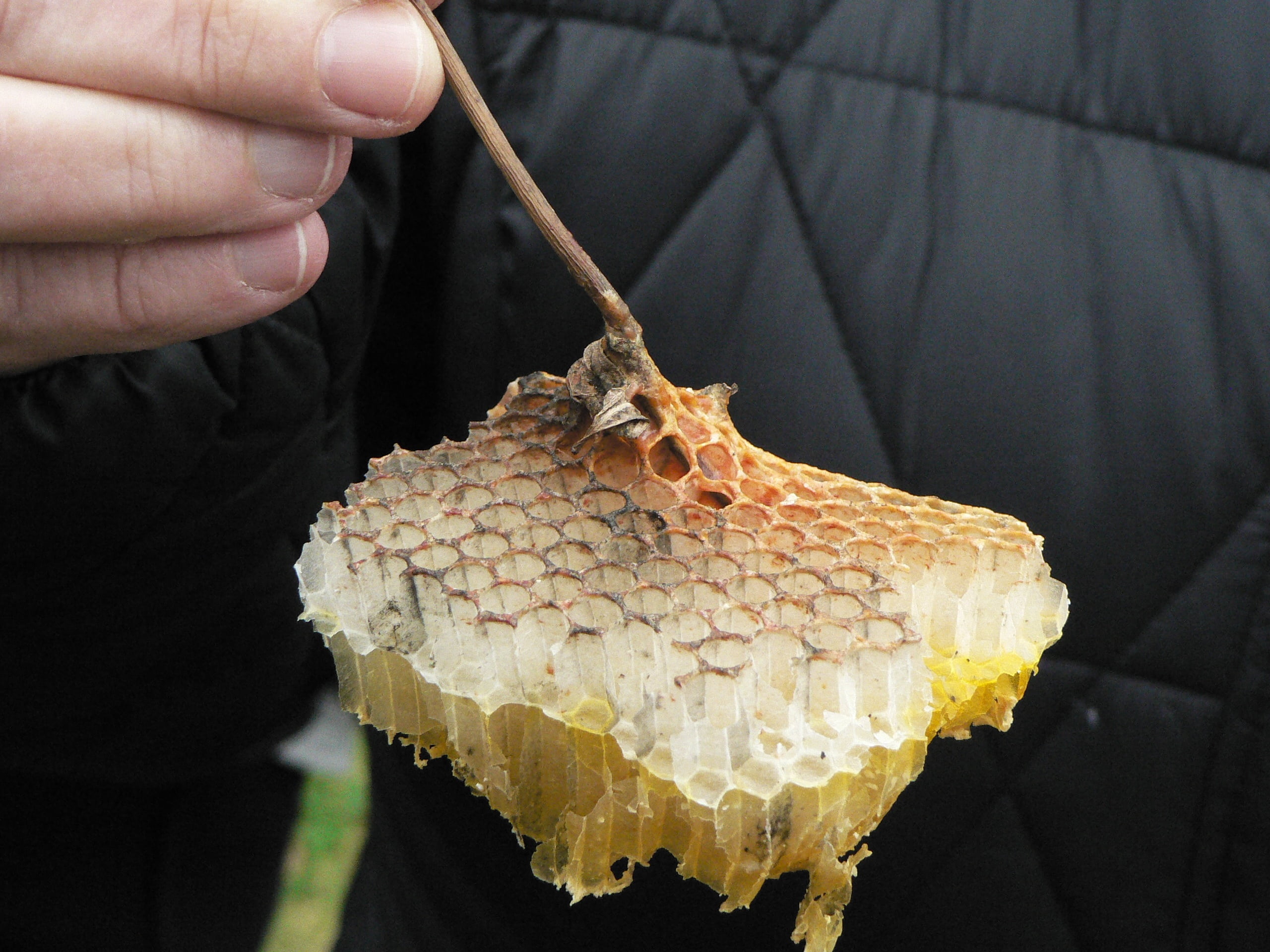 finger, hive, freshness, holding, food, nature, close-up, wax, bee, lifestyles, snack, indoors, body part, one person, wellbeing, hand, japanese food, 2K, HD Wallpaper