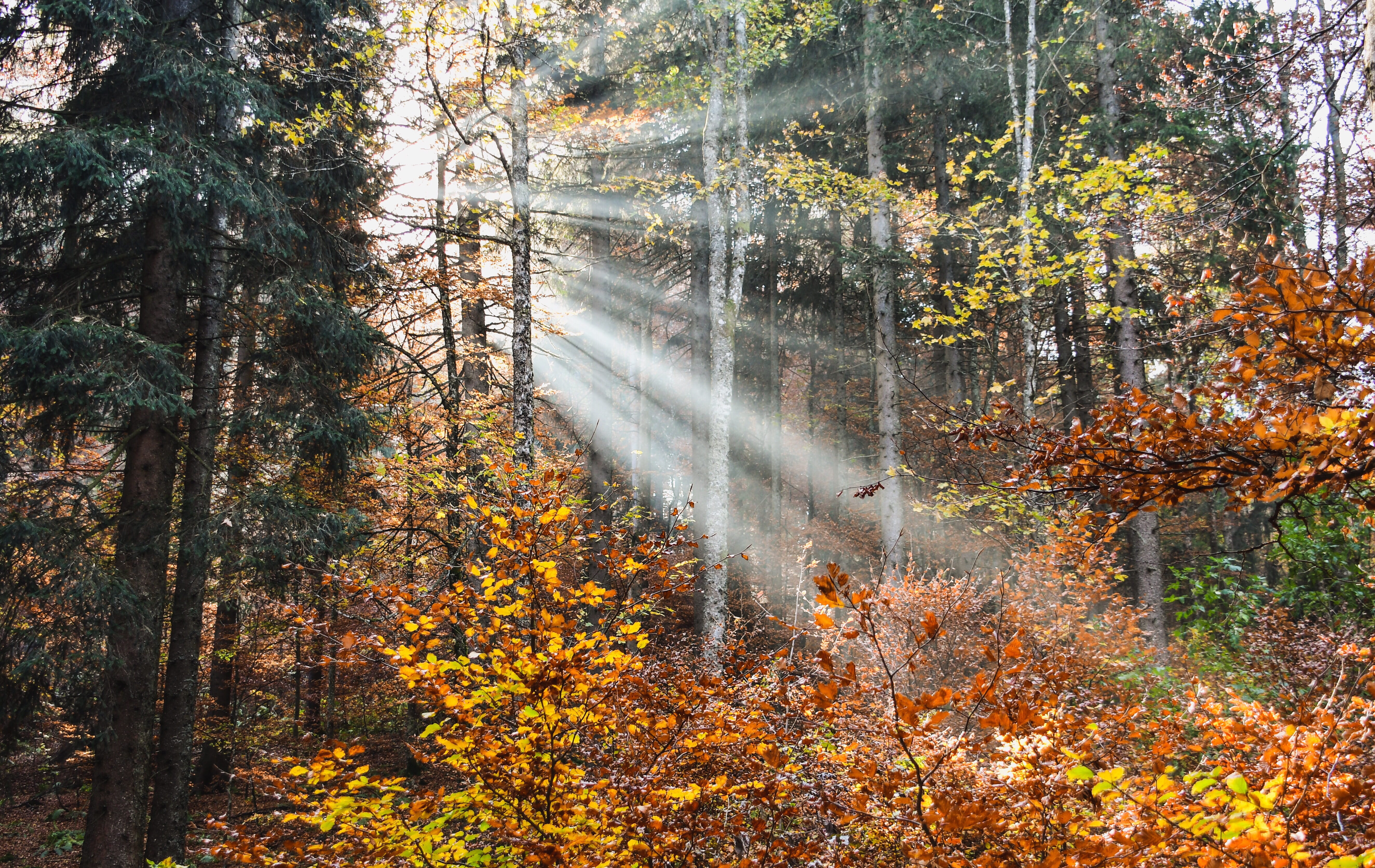 outdoors, tranquil scene, change, landscape, rays, autumn collection, atmosphere, autumn, light, sunlight, pine woodland, plant part, plant, sun, beauty in nature, HD Wallpaper