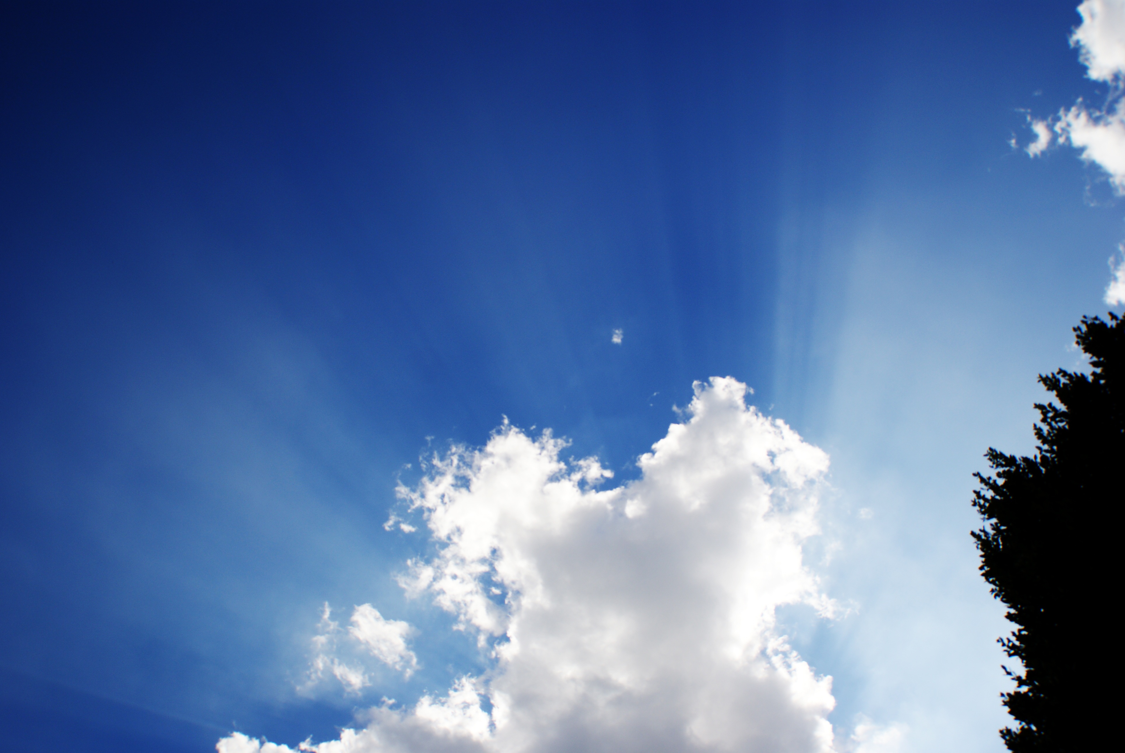 idyllic, contrast, nature, copy space, 4K, meteorology, radius, cloud - sky, sun, plant, tranquility, cloudy, low angle view, white, tree, cloud, treetop, HD Wallpaper