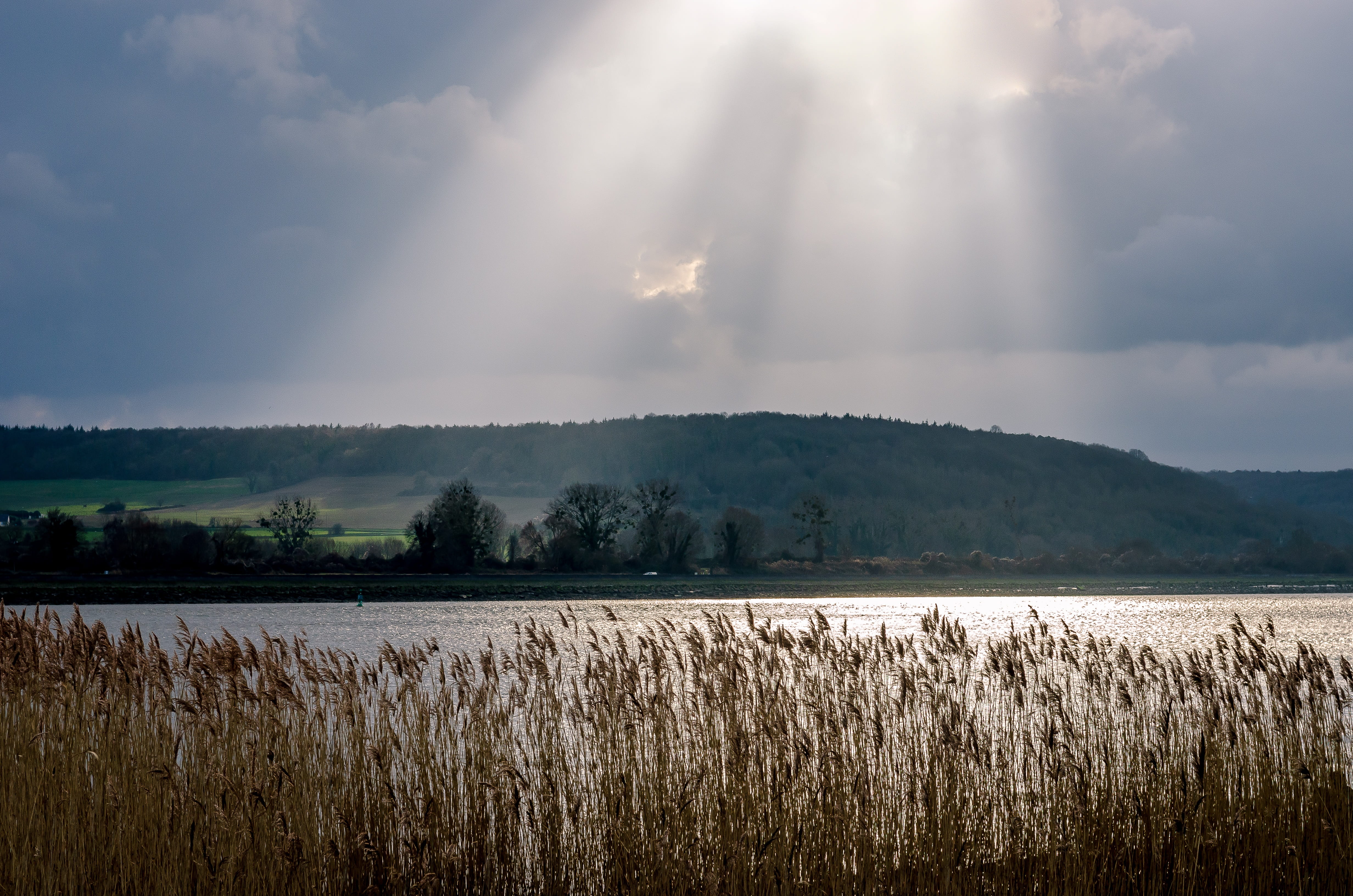 tranquility, grass, scenics - nature, environment, crop, reed bed, nature, water, france, sun, silhouette, rural scene, normandy, cloud - sky, outdoors, HD Wallpaper