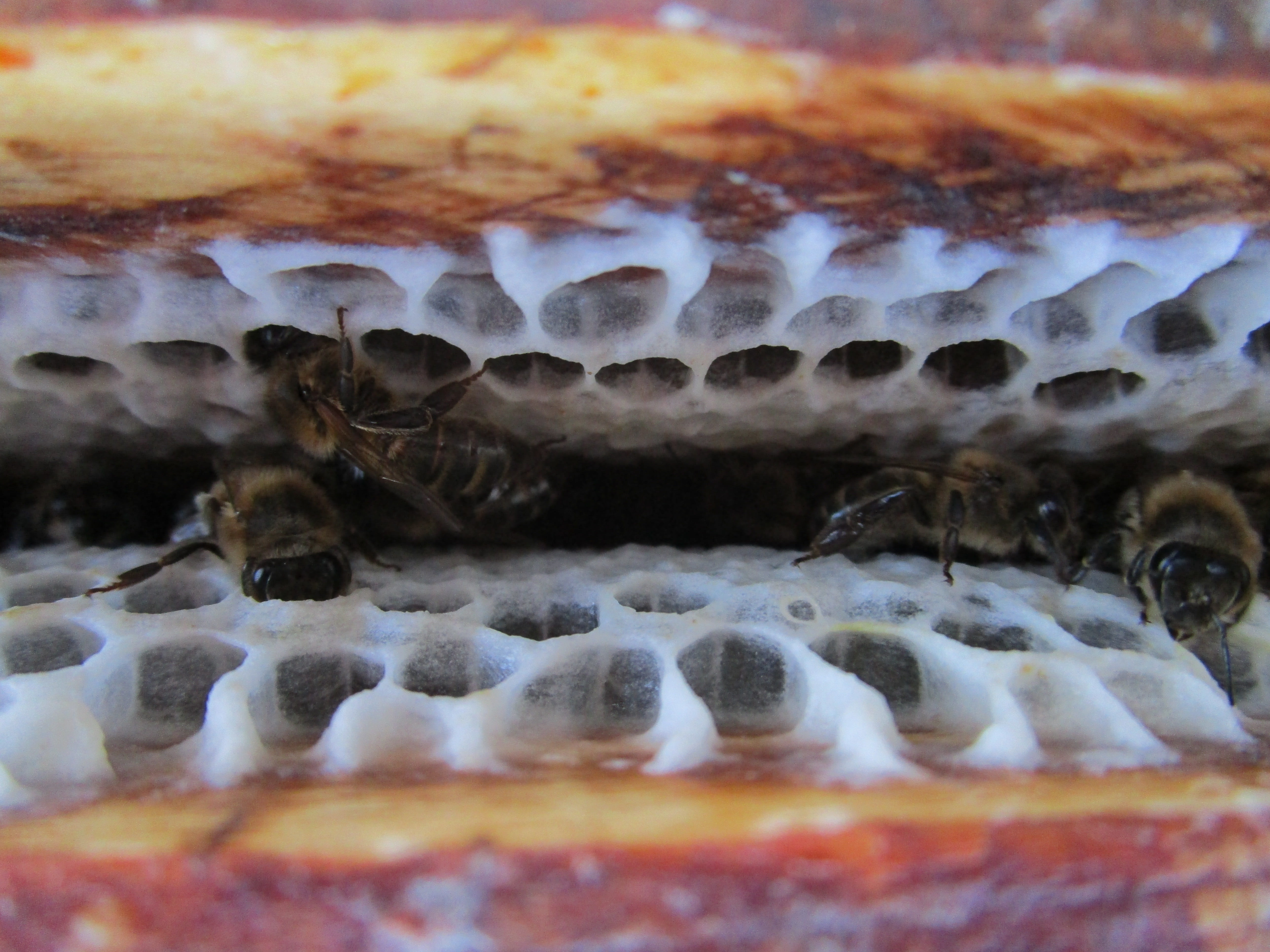 radius, animal themes, animals in the wild, close-up, food, hive, alveoli, abstract, full frame, animal mouth, wellbeing, macro, selective focus, marine, HD Wallpaper