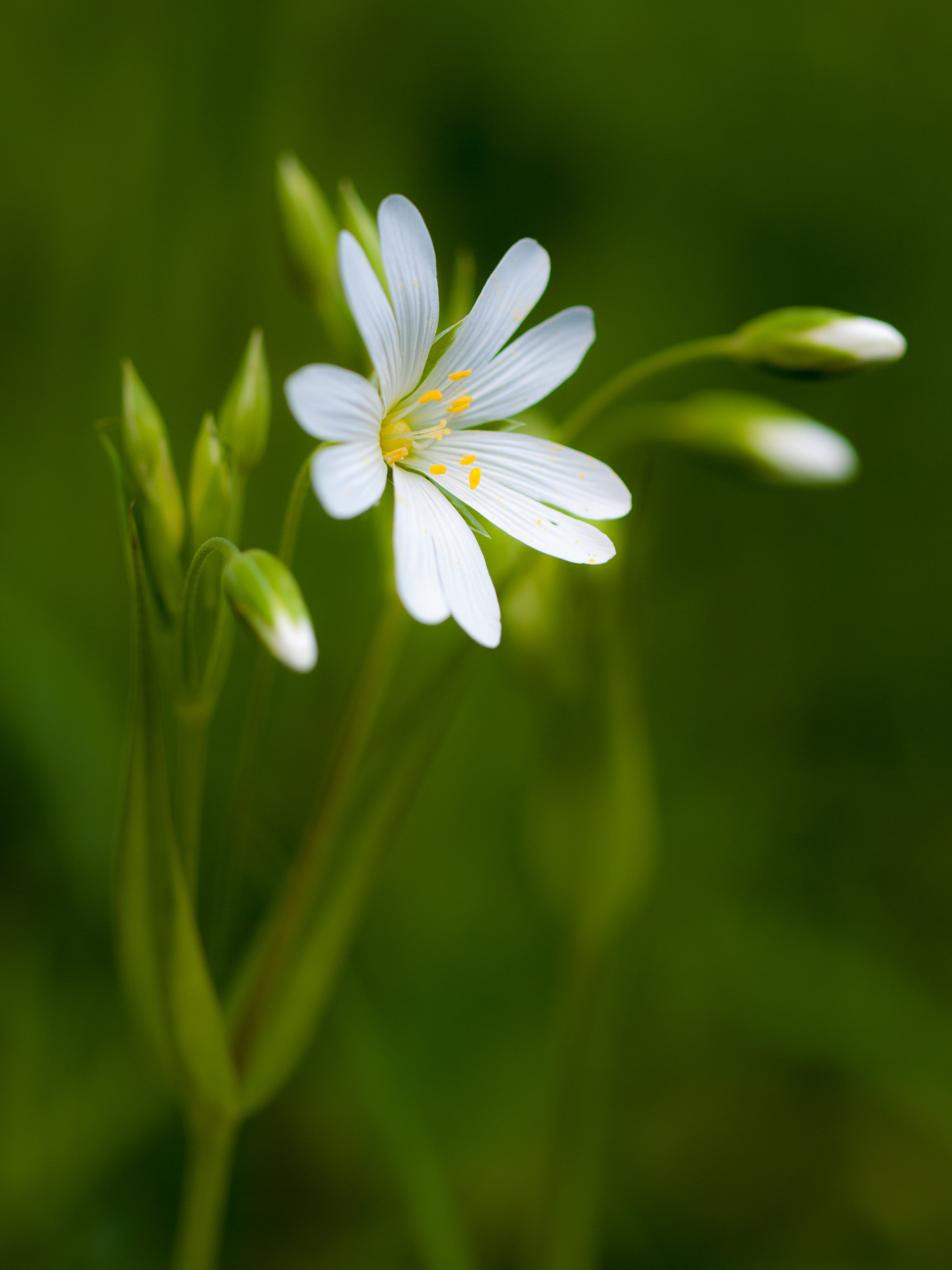 close-up, photo, nature, summer, green Color, family, Buais, Lesser Stitchwort, event, digital-camera, 2K, yellow, petal, close, vacation, Zuiko Digital, Phone HD Wallpaper
